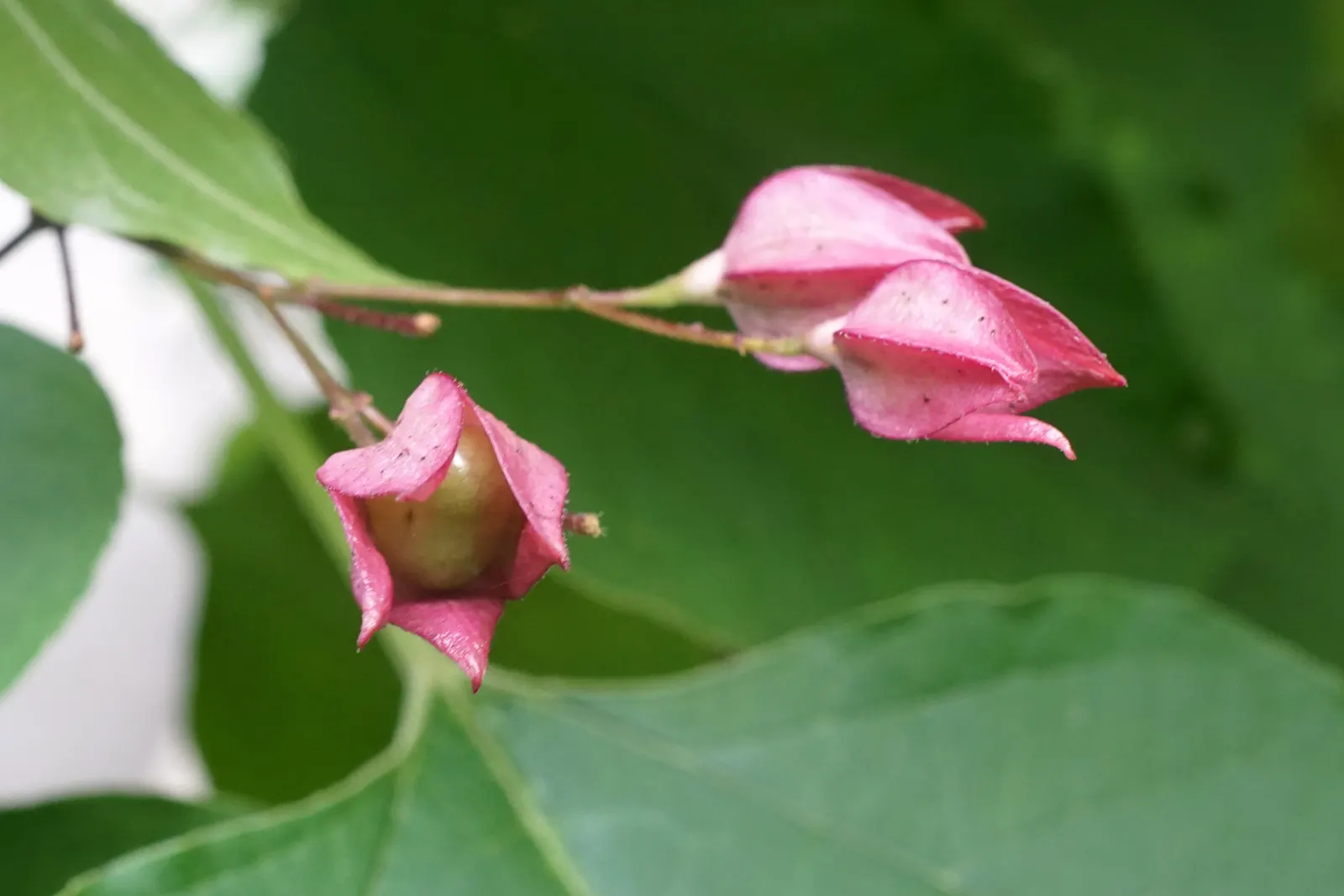 Harlequin Glorybower (Clerodendrum Trichotomum) — bright pink calyces and are followed by striking; ensuring multiseason interest.<br><br>For landscape