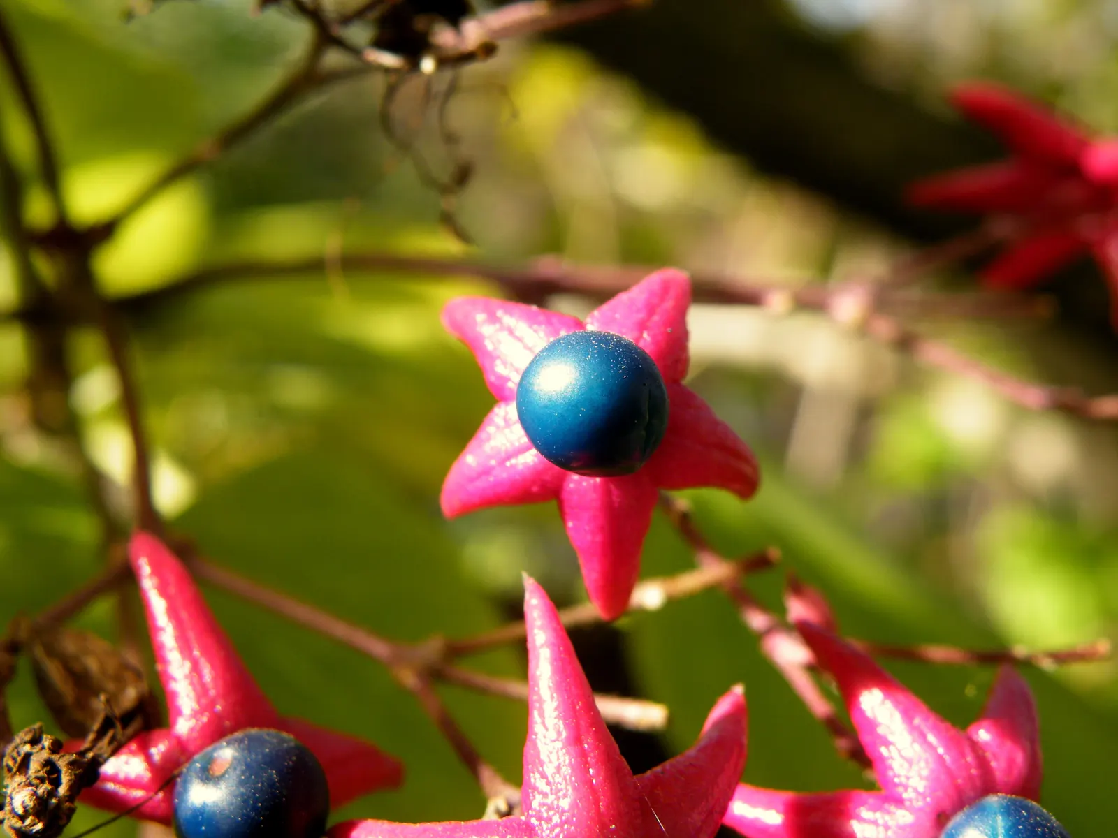 Harlequin Glorybower (Clerodendrum Trichotomum) — bright pink calyces and are followed by striking; ensuring multiseason interest.<br><br>For, image 92