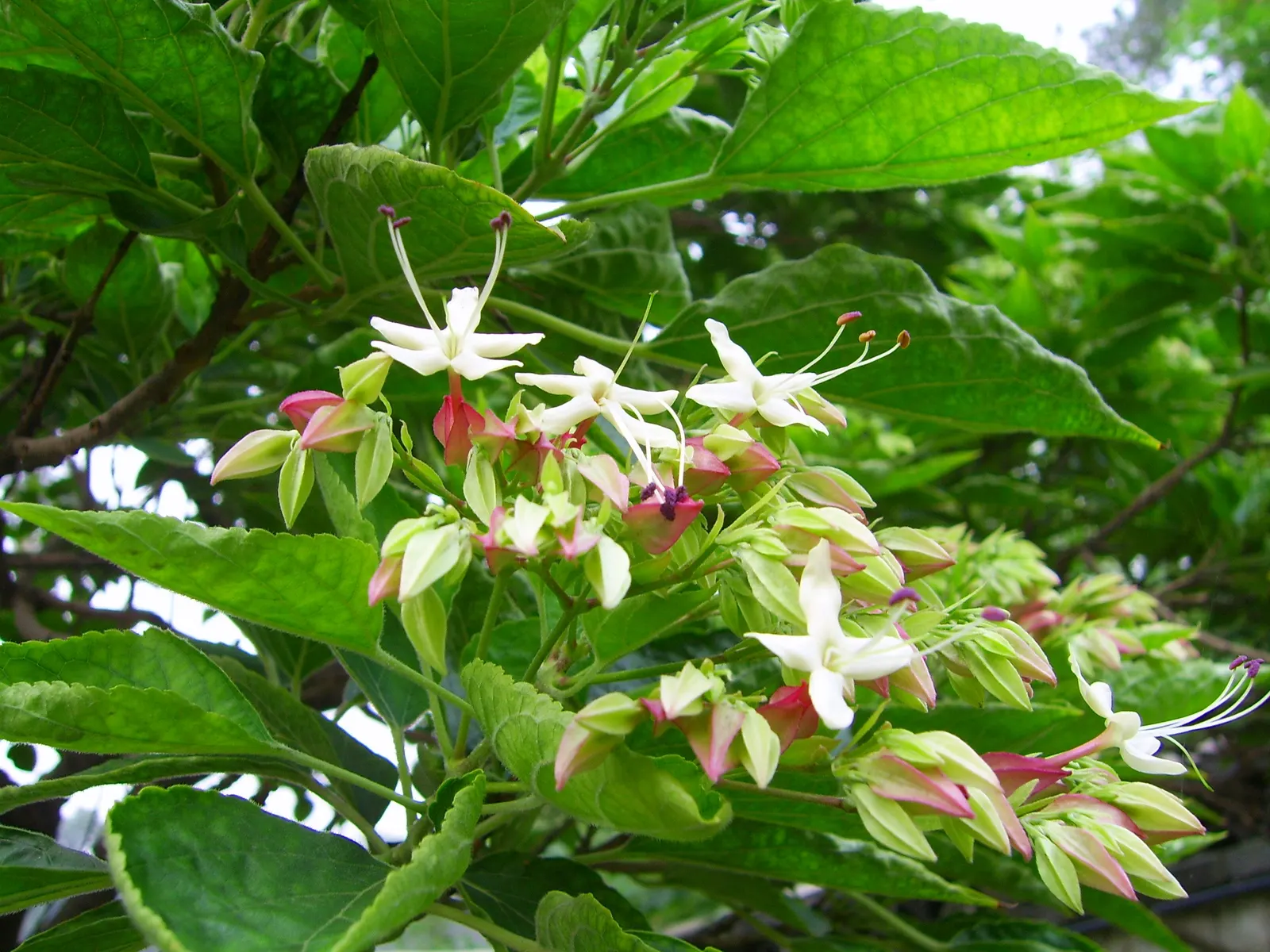 Harlequin Glorybower (Clerodendrum Trichotomum) — It prefers well-drained soils enriched with organic matter