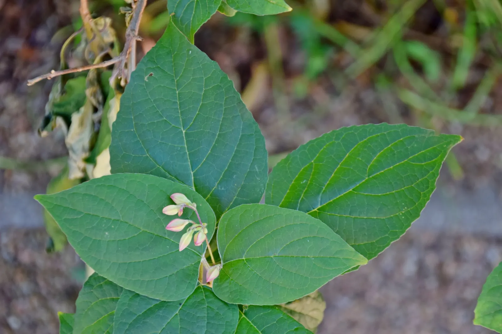 Harlequin Glorybower (Clerodendrum Trichotomum) — Manageable with pruning, but be aware of its self-seeding propensity; shrub with white blooms, image 56
