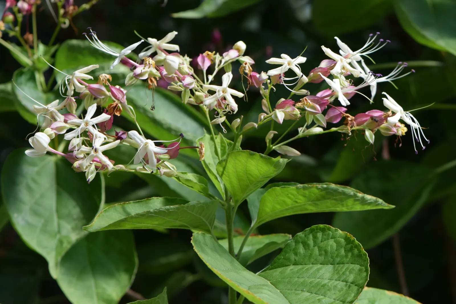 Harlequin Glorybower (Clerodendrum Trichotomum) — shrub with white blooms; this enchanting fruit display extends into the fall, image 77
