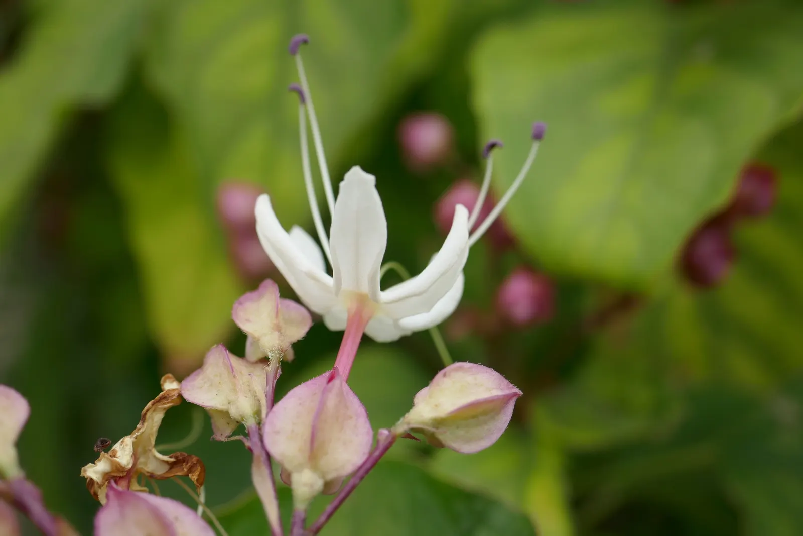 Harlequin Glorybower (Clerodendrum Trichotomum) — Typically maturing to a height of 10 to 20 feet with a nearly equal spread; cherished for its ornamental