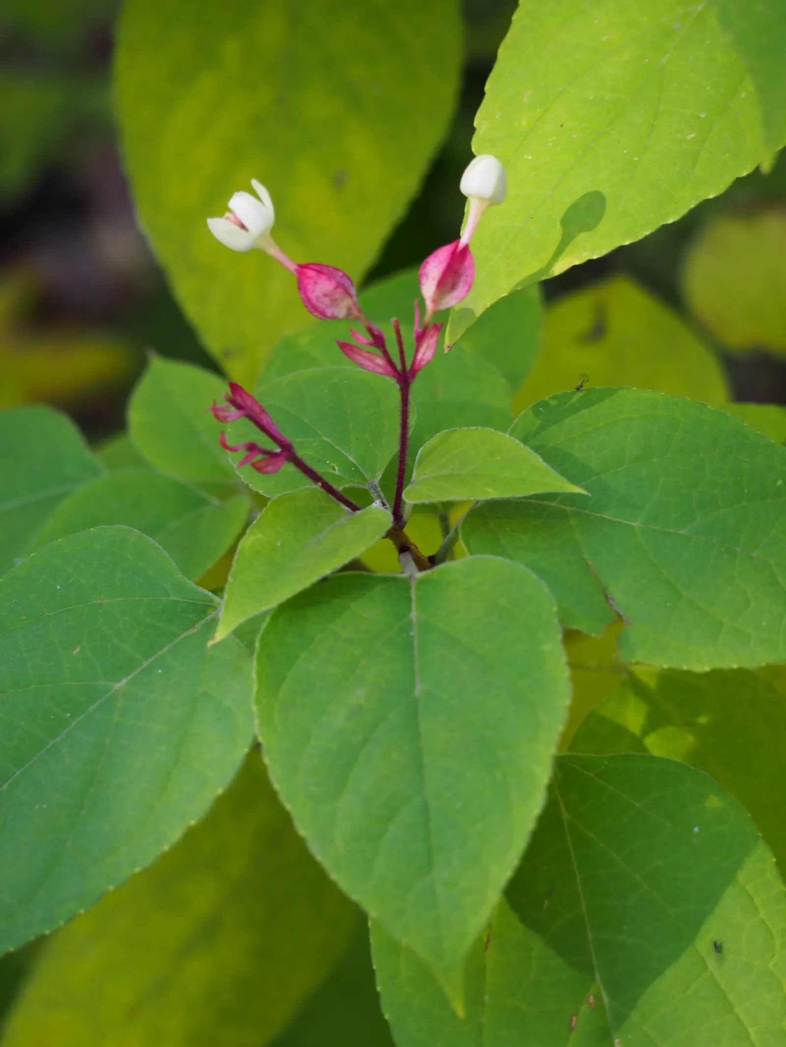 Harlequin Glorybower (Clerodendrum Trichotomum) — This shrub requires room to grow; it blooms most profusely in full sun exposures, image 100