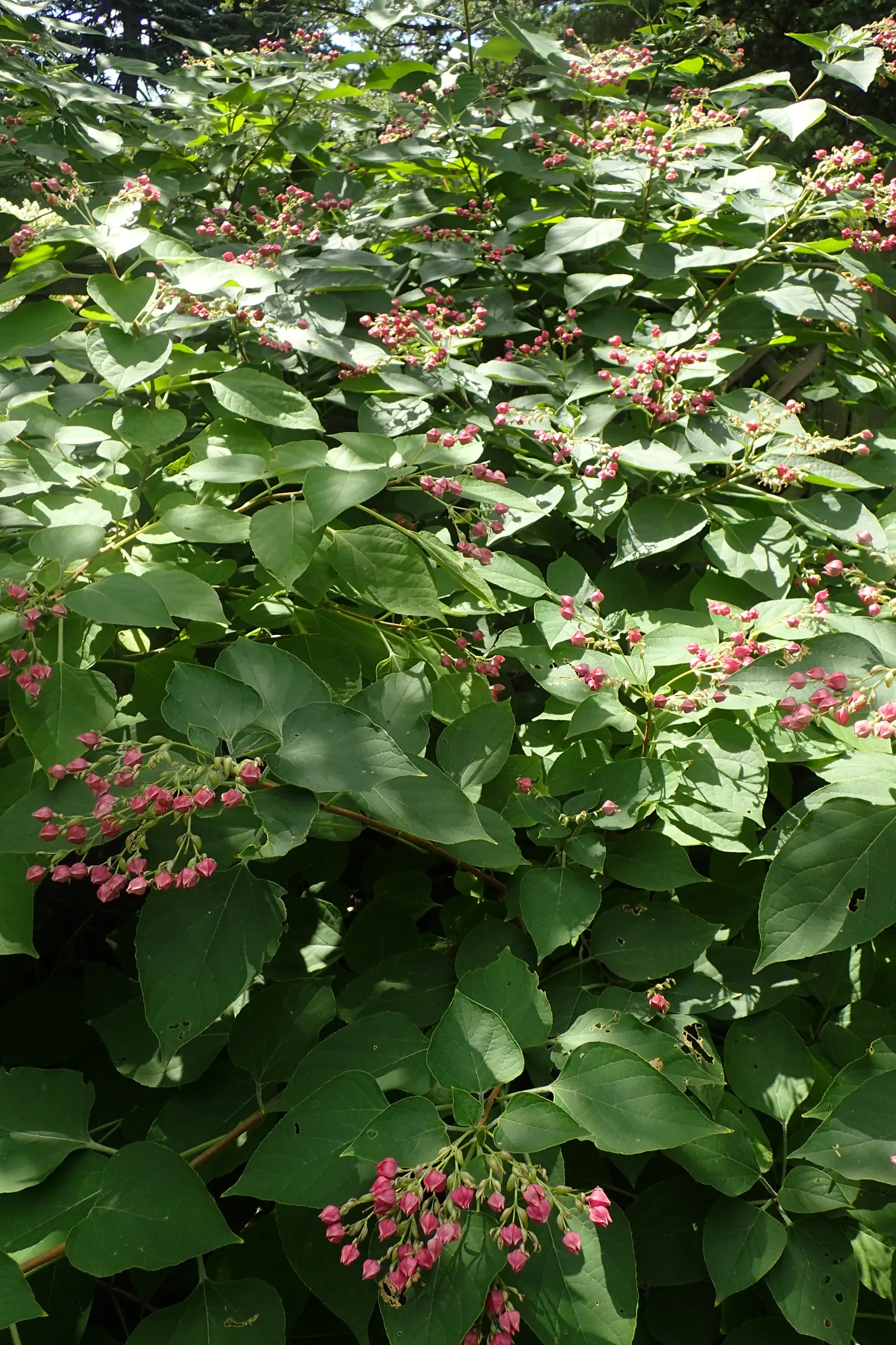 Harlequin Glorybower (Clerodendrum Trichotomum) — Manageable with pruning, but be aware of its self-seeding propensity; shrub with white blooms, image 82