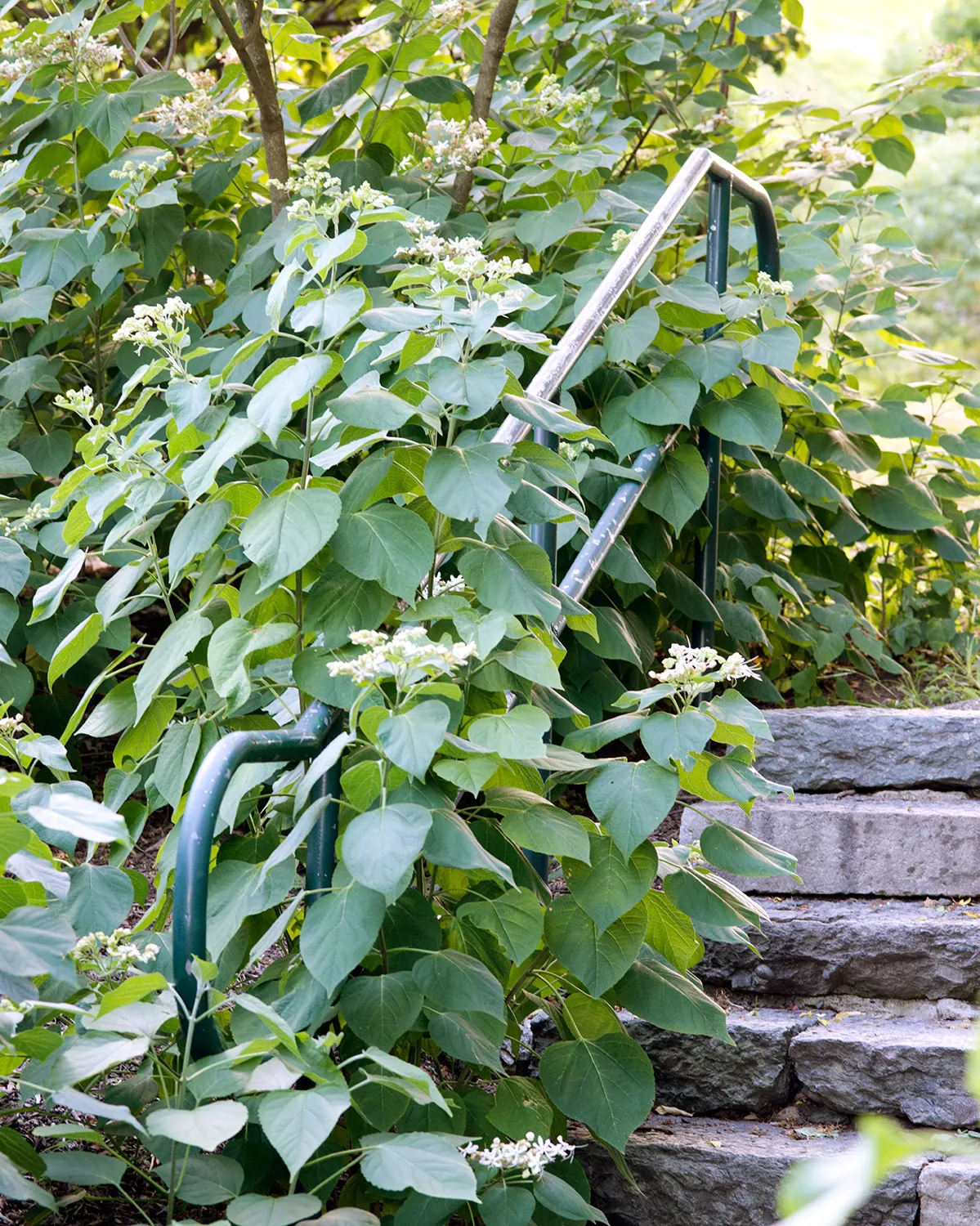 Harlequin Glorybower (Clerodendrum Trichotomum) — Prefers full sun to part shade and well-drained soil; ovate leaves which can grow up to 5 inches, image 80