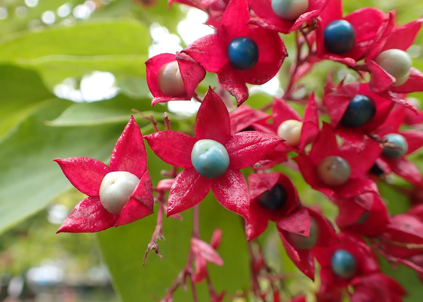 Harlequin Glorybower (Clerodendrum Trichotomum) — Thriving in USDA zones 7-10, it reaches 10-20 feet in height and spread; manageable with pruning, image 79