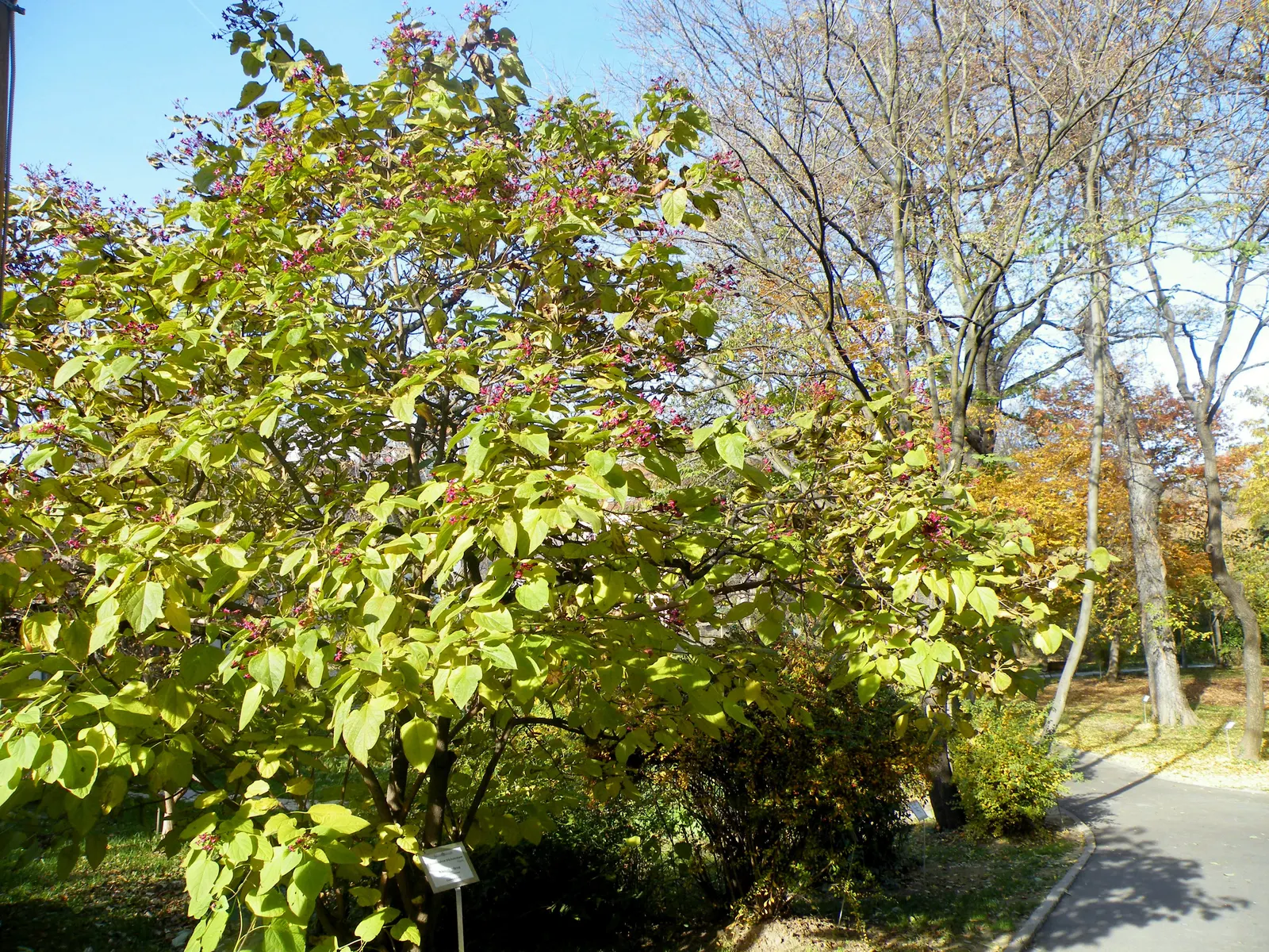 Harlequin Glorybower (Clerodendrum Trichotomum) — is a captivating deciduous shrub; and while it can adapt to partial shade, image 59