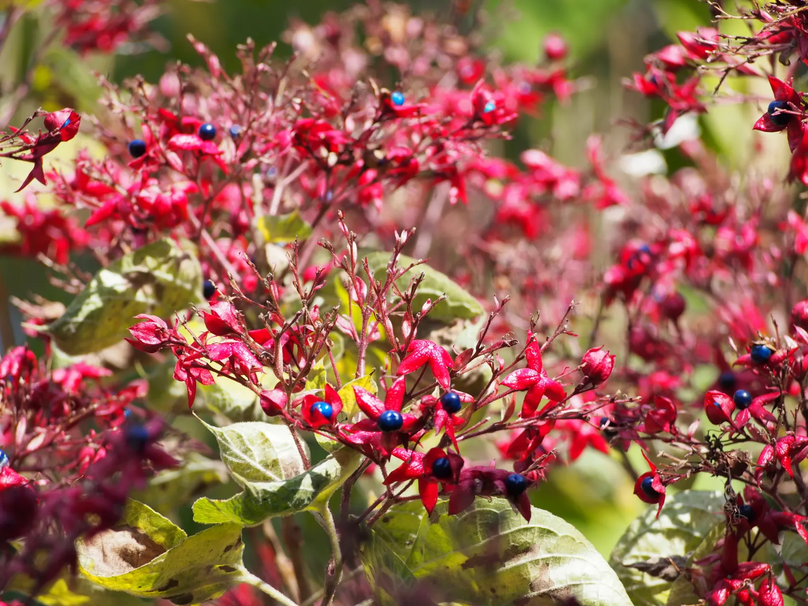 Harlequin Glorybower (Clerodendrum Trichotomum) — Its foliage stages a dramatic display in the autumn; its late-summer bloom provides late-season interest