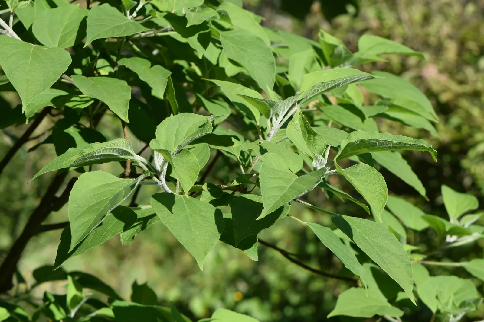 Harlequin Glorybower (Clerodendrum Trichotomum) — cherished for its ornamental qualities and the dynamic interest it provides to any garden, image 86