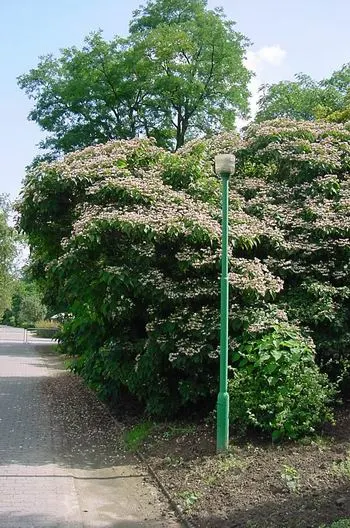 Harlequin Glorybower (Clerodendrum Trichotomum) — This enchanting fruit display extends into the fall; notable for attracting pollinators, image 94