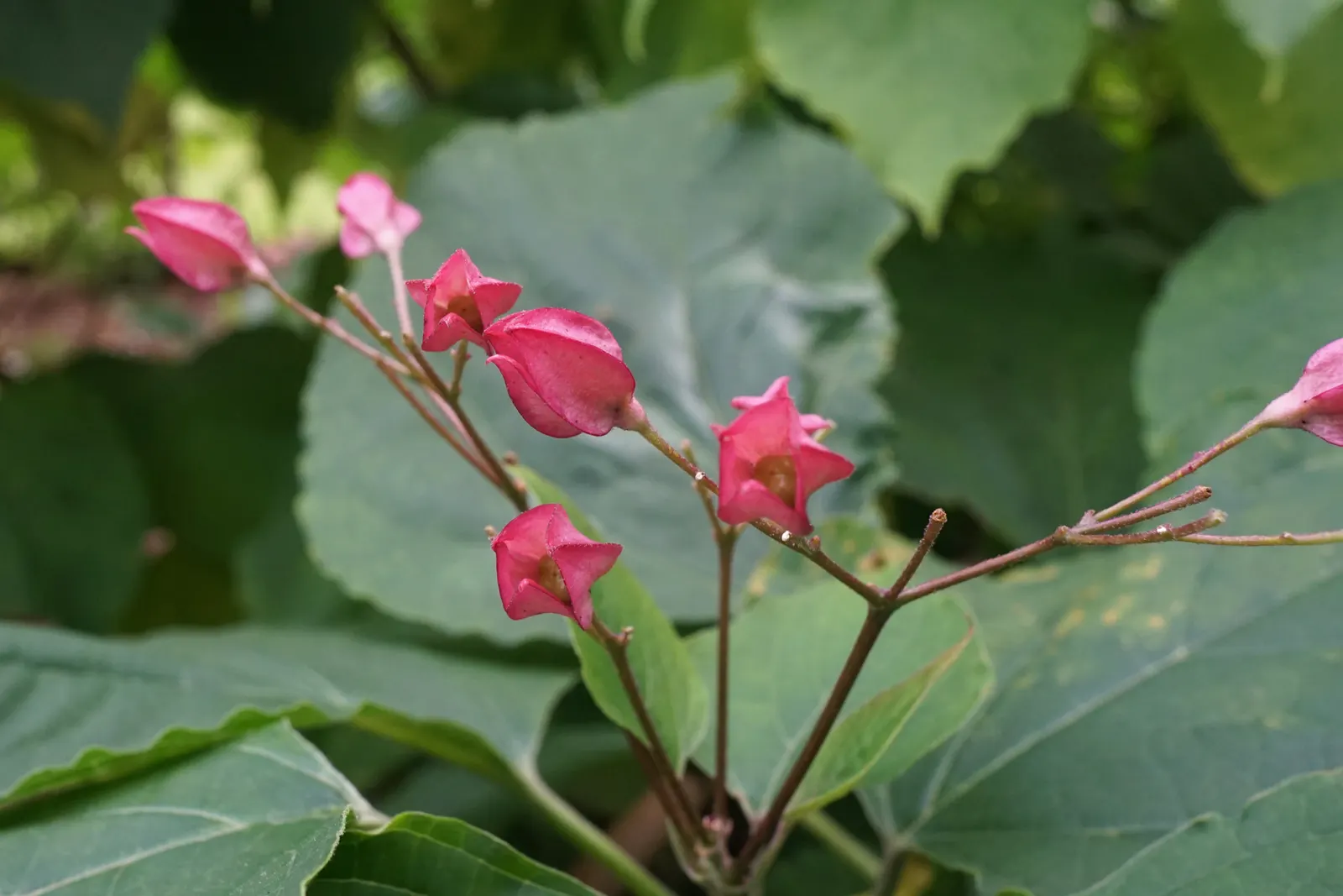 Harlequin Glorybower (Clerodendrum Trichotomum) — ensuring multiseason interest.<br><br>For landscape designers; its foliage stages a dramatic, image 69