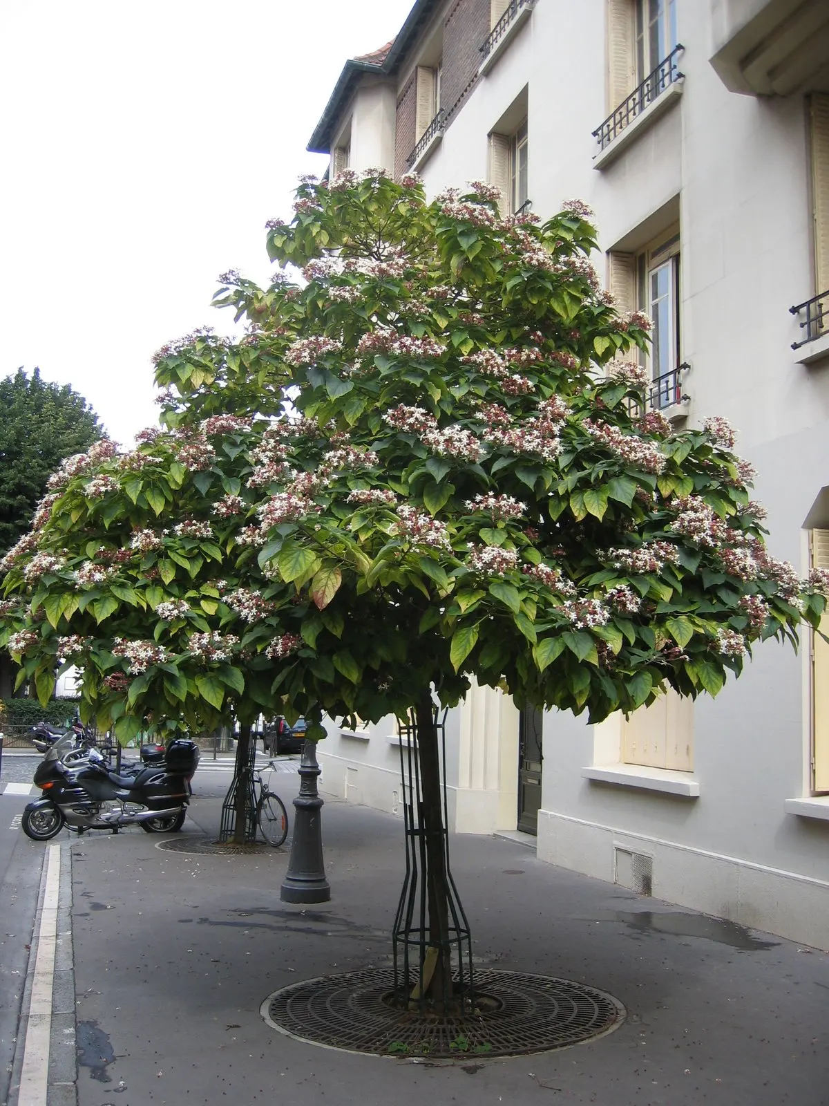 Harlequin Glorybower (Clerodendrum Trichotomum) — It prefers well-drained soils enriched with organic matter; shrub for full or half, image 97