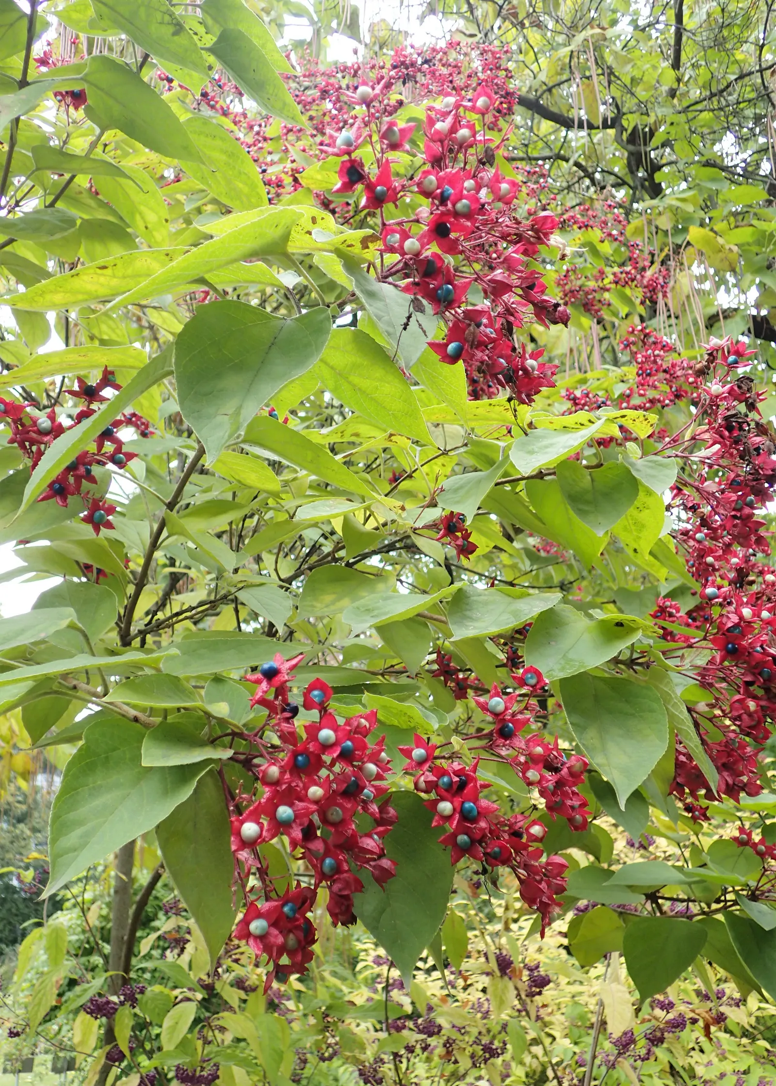 Harlequin Glorybower (Clerodendrum Trichotomum) — Its foliage stages a dramatic display in the autumn; its late-summer bloom provides late-season, image 90
