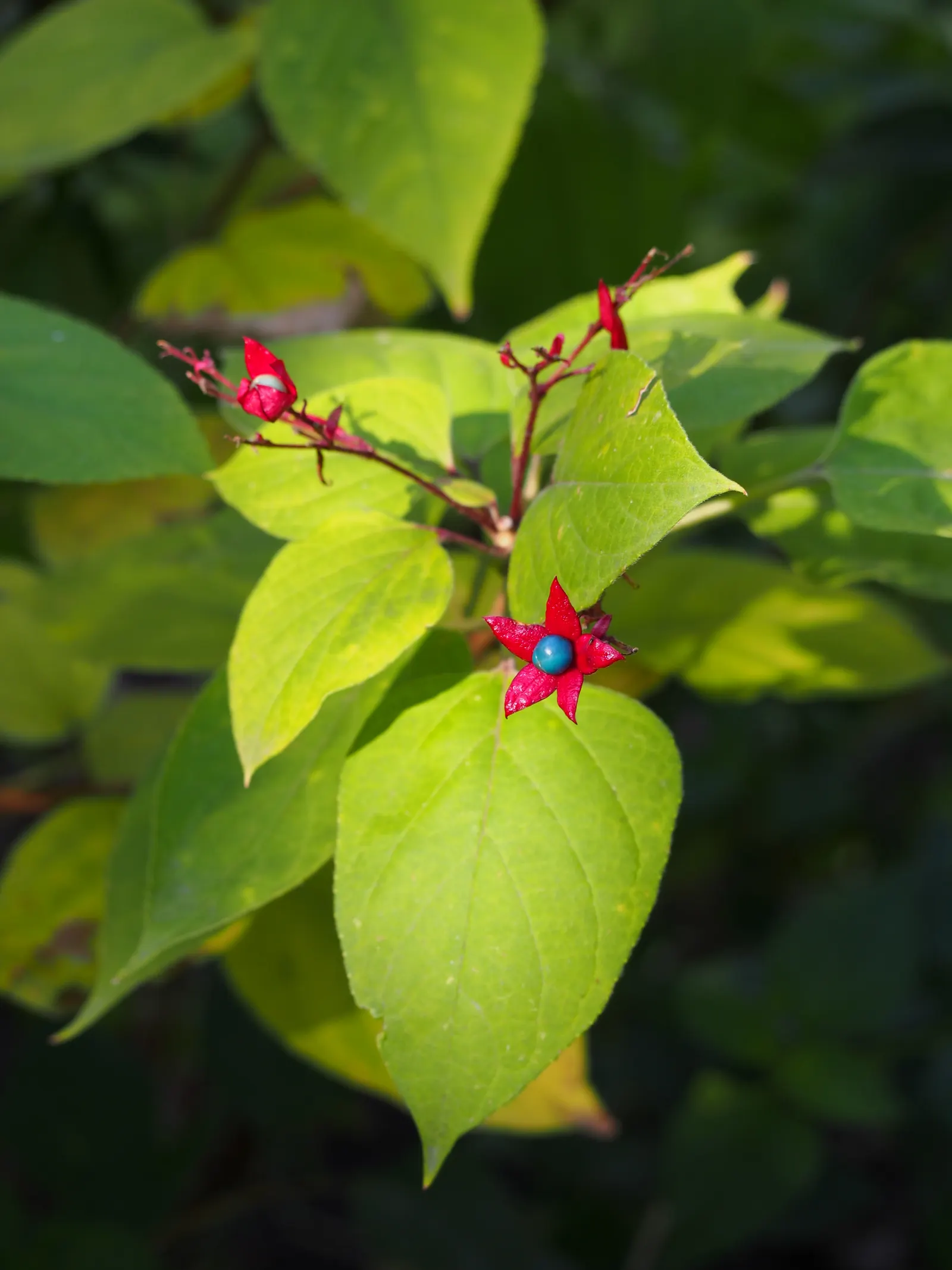 Harlequin Glorybower (Clerodendrum Trichotomum) — Its late-summer bloom provides late-season interest; it is crucial to note that the Harlequin, image 107