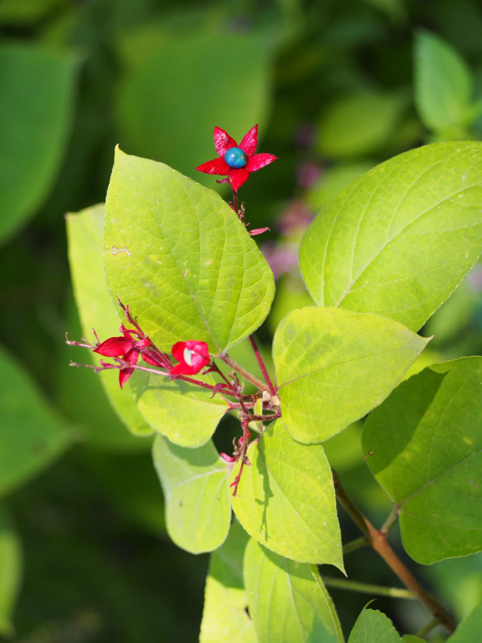 Harlequin Glorybower (Clerodendrum Trichotomum) — this plant is characterized by its broad; each cradled in a fleshy red calyx that extraordinarily, image 114