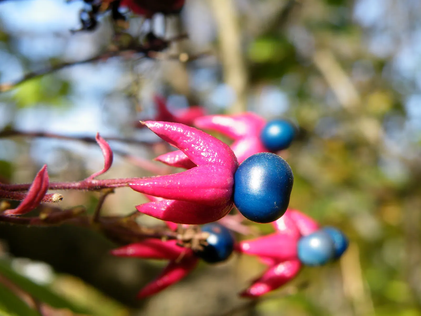 Harlequin Glorybower (Clerodendrum Trichotomum) — This shrub requires room to grow; it blooms most profusely in full sun exposures, image 74