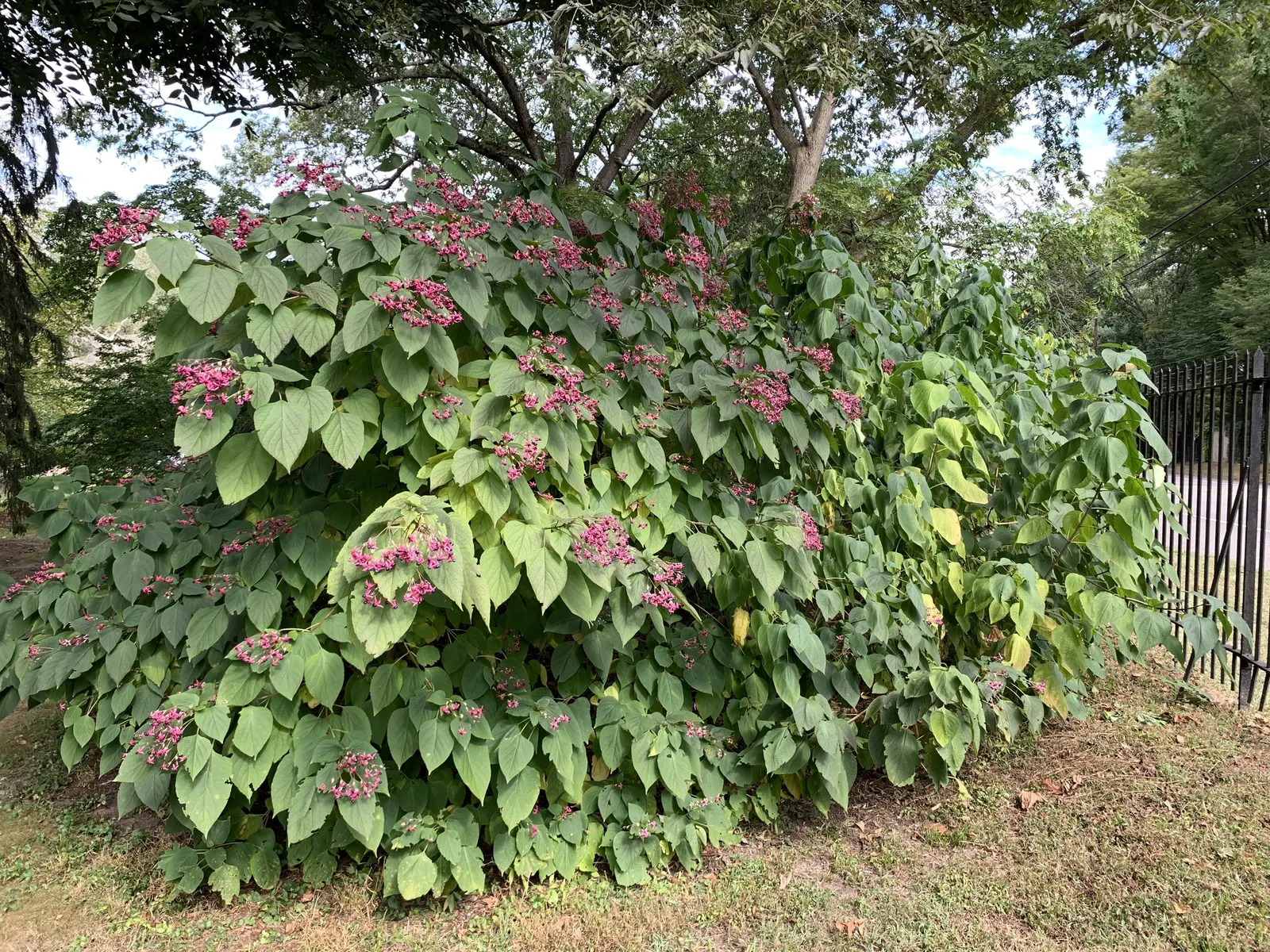 Harlequin Glorybower (Clerodendrum Trichotomum) — ovate leaves which can grow up to 5 inches long