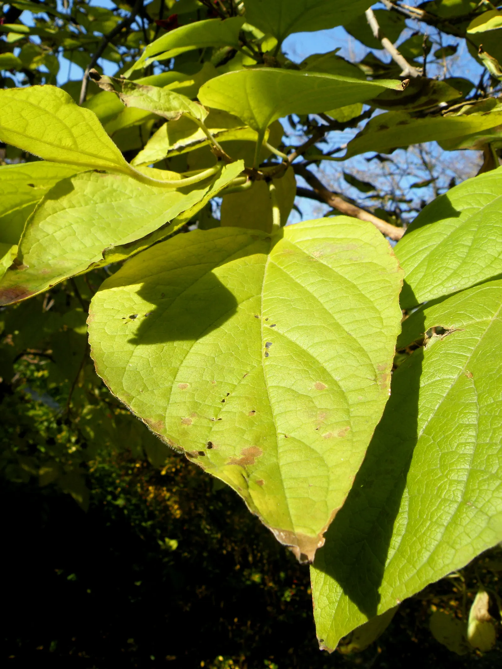 Harlequin Glorybower (Clerodendrum Trichotomum) — shrub for full or half