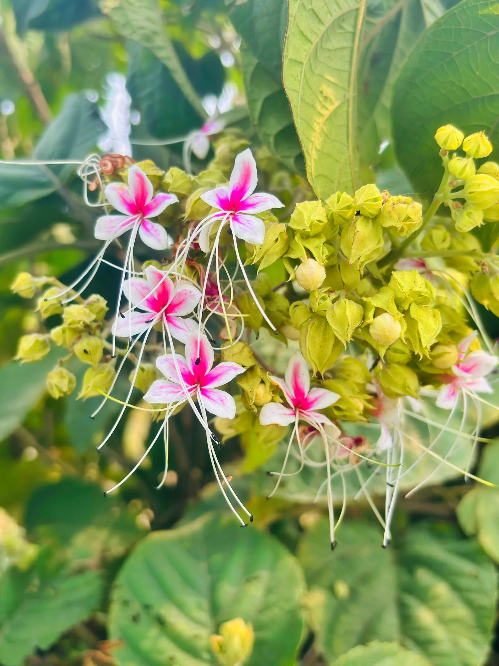 Harlequin Glorybower (Clerodendrum Trichotomum) — Its foliage stages a dramatic display in the autumn; its late-summer bloom provides late-season, image 64