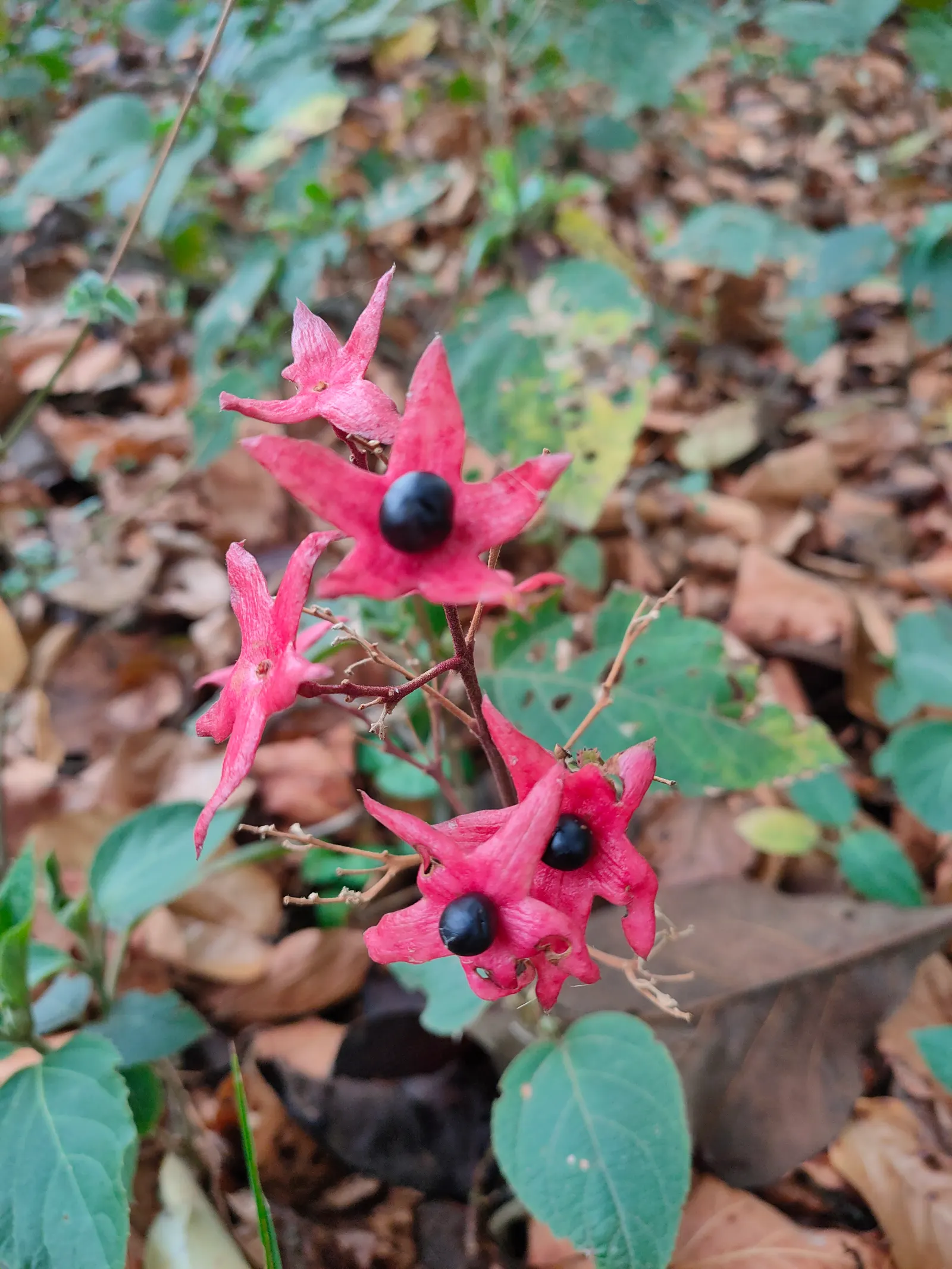 Harlequin Glorybower (Clerodendrum Trichotomum) — cherished for its ornamental qualities and the dynamic interest it provides to any garden, image 60