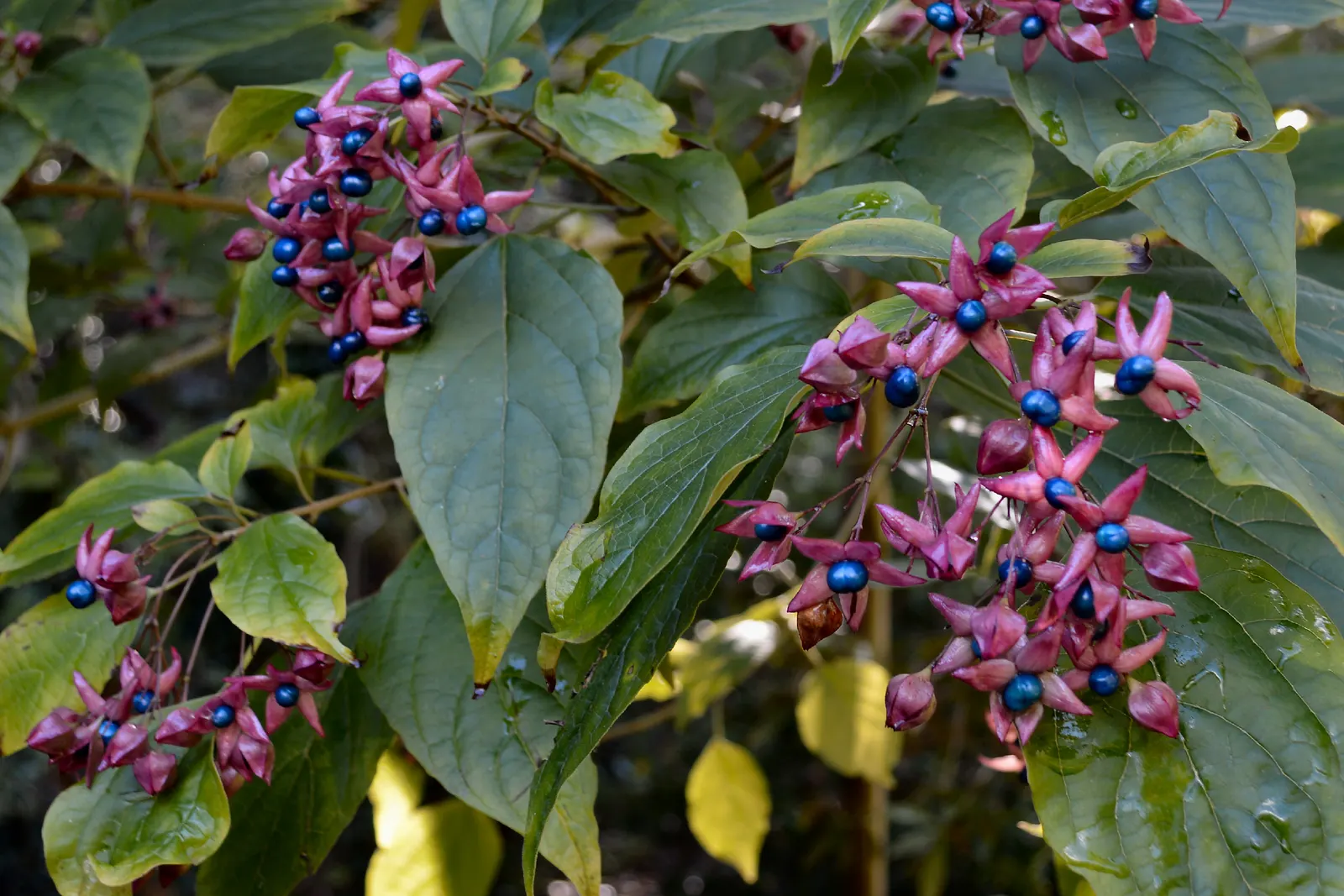 Harlequin Glorybower (Clerodendrum Trichotomum) — providing a timeless allure with its delightful blooms and colorful autumnal transformation; prefers full sun
