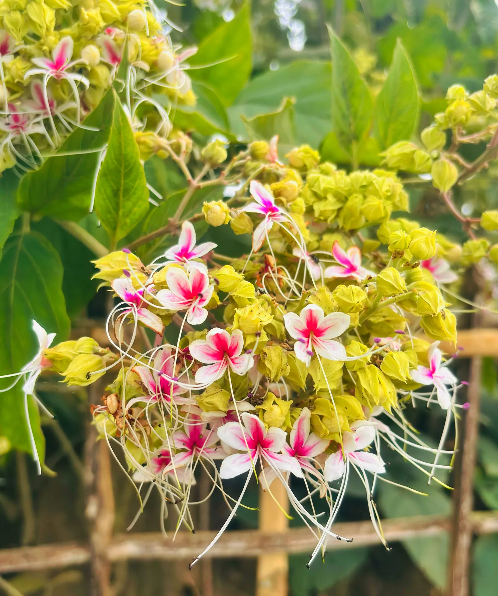 Harlequin Glorybower (Clerodendrum Trichotomum) — Its late-summer bloom provides late-season interest; it is crucial to note that the Harlequin, image 55