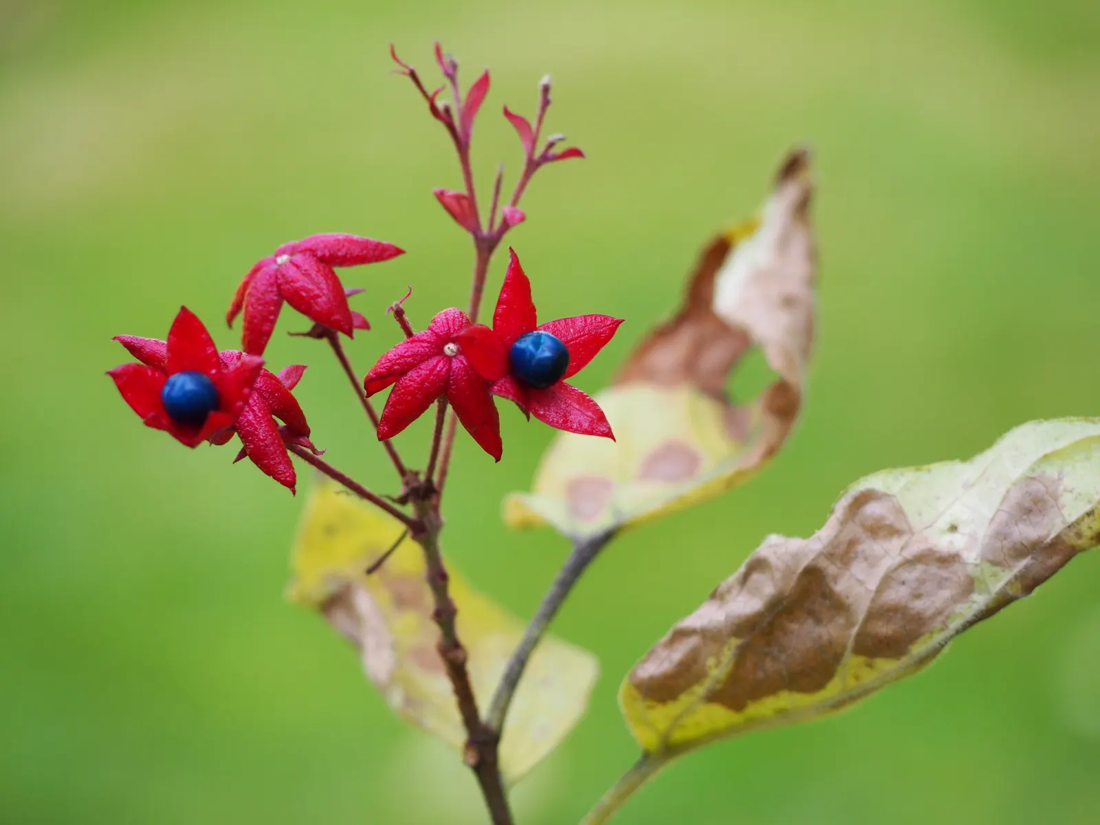 Harlequin Glorybower (Clerodendrum Trichotomum) — Thriving in USDA zones 7-10, it reaches 10-20 feet in height and spread; manageable with pruning, but be