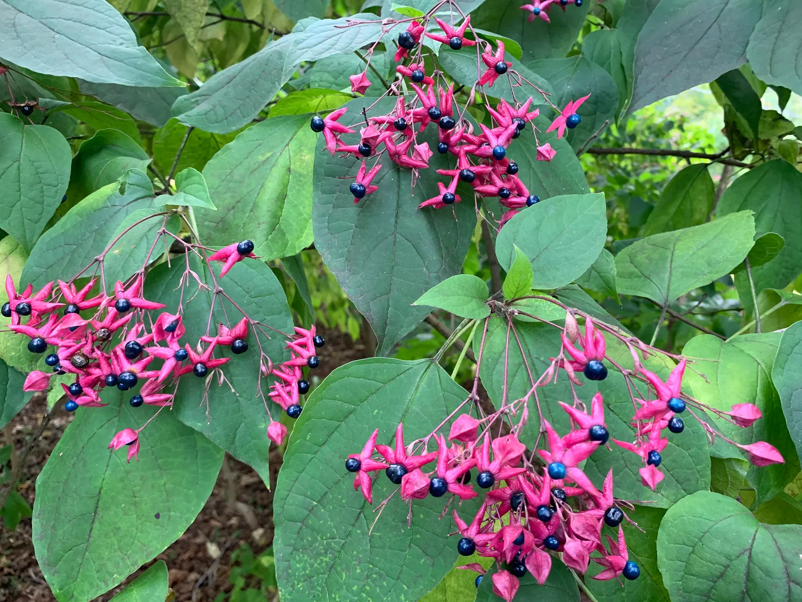 Harlequin Glorybower (Clerodendrum Trichotomum) — providing a timeless allure with its delightful blooms and colorful autumnal transformation