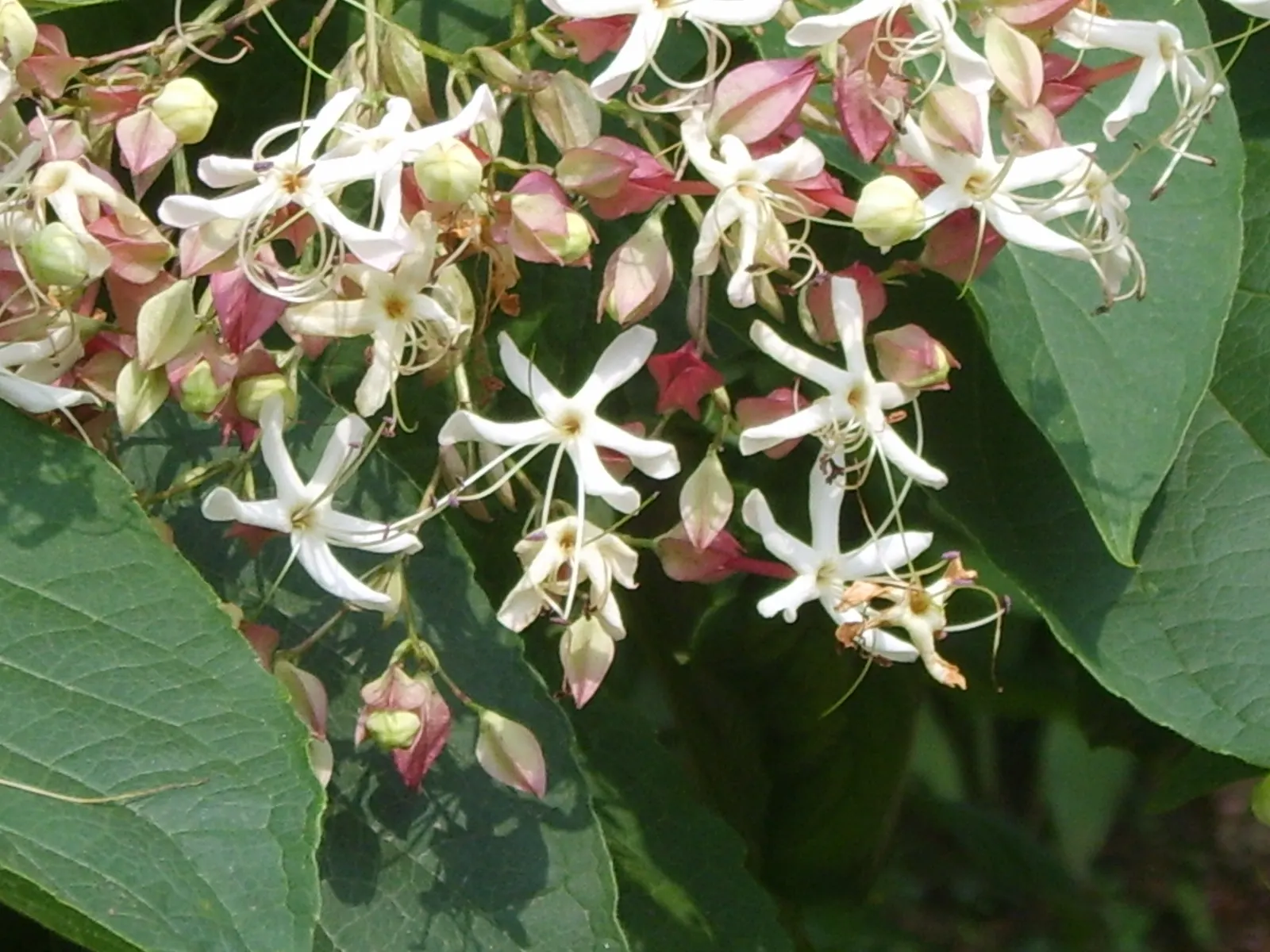 Harlequin Glorybower (Clerodendrum Trichotomum) — Manageable with pruning, but be aware of its self-seeding propensity; shrub with white blooms, image 108