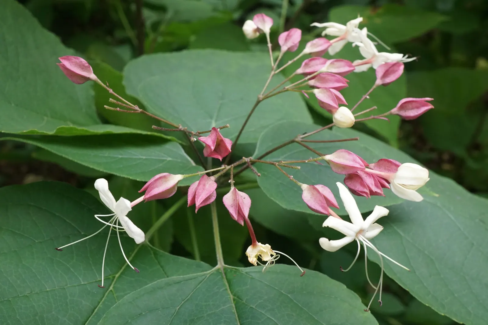 Harlequin Glorybower (Clerodendrum Trichotomum) — white flowers in the garden; typically maturing to a height of 10 to 20 feet with a nearly equal spread