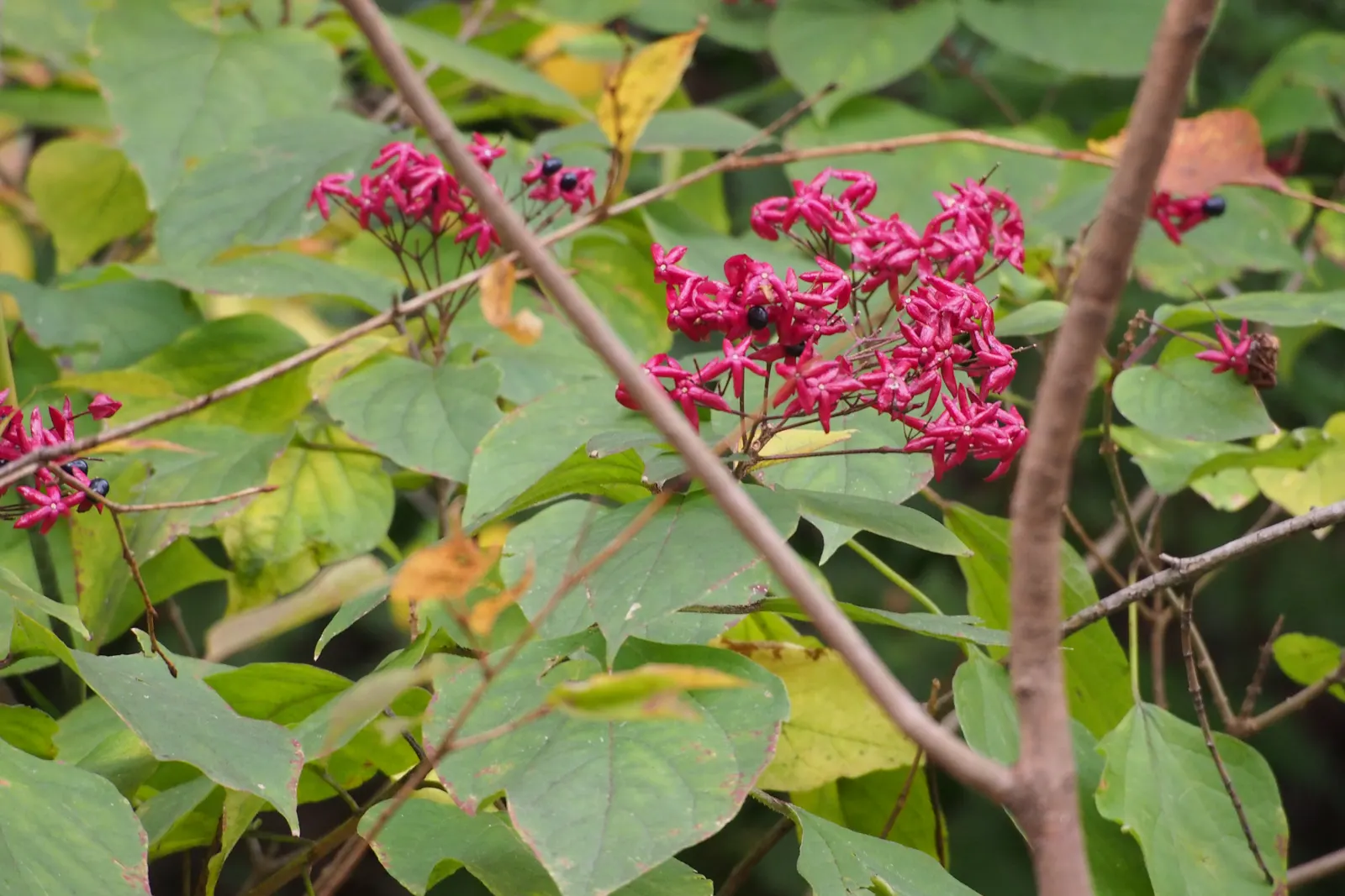 Harlequin Glorybower (Clerodendrum Trichotomum) — ovate leaves which can grow up to 5 inches long; this shrub requires room to grow, image 89