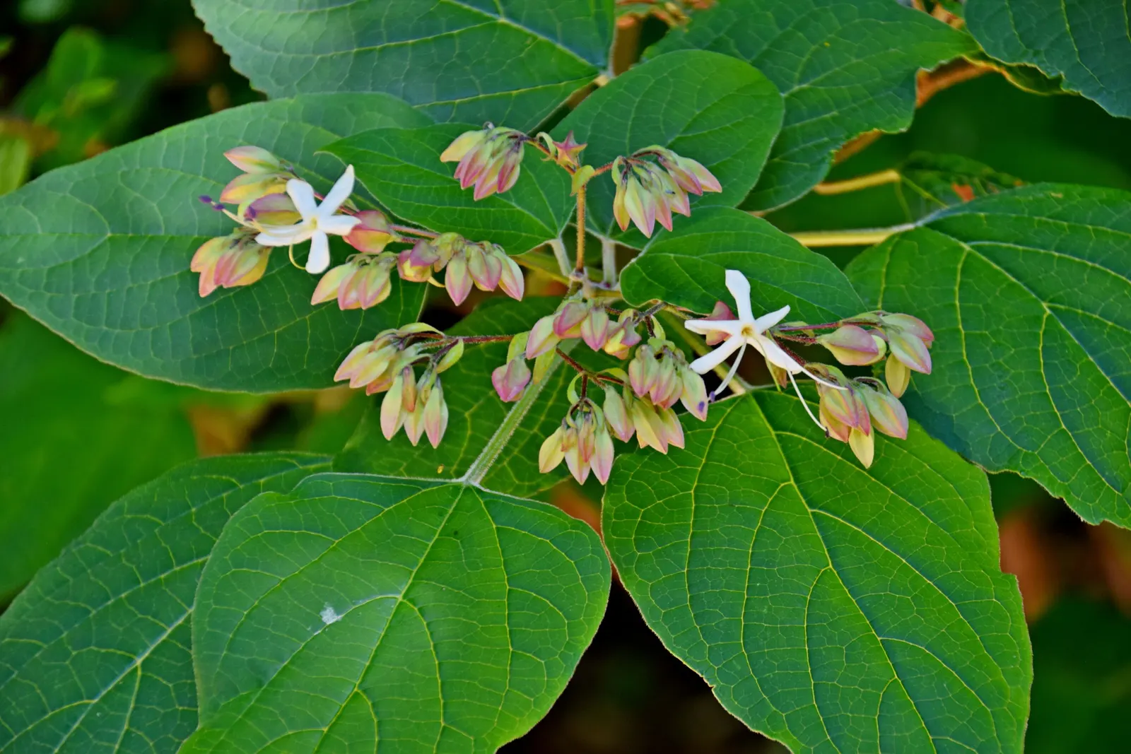 Harlequin Glorybower (Clerodendrum Trichotomum) — shrub with white blooms