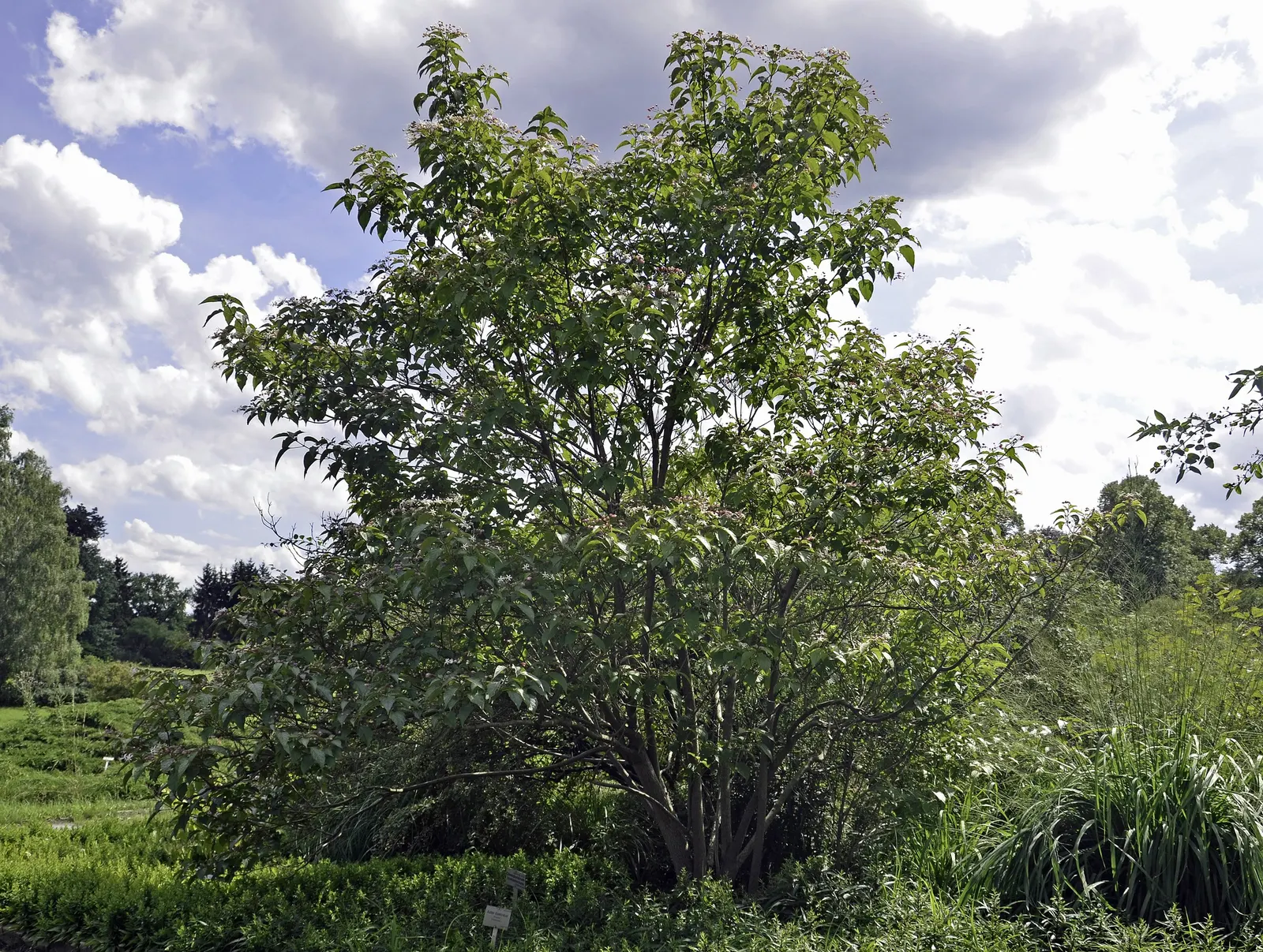 Harlequin Glorybower (Clerodendrum Trichotomum) — ensuring multiseason interest.<br><br>For landscape designers; its foliage stages a dramatic display in the
