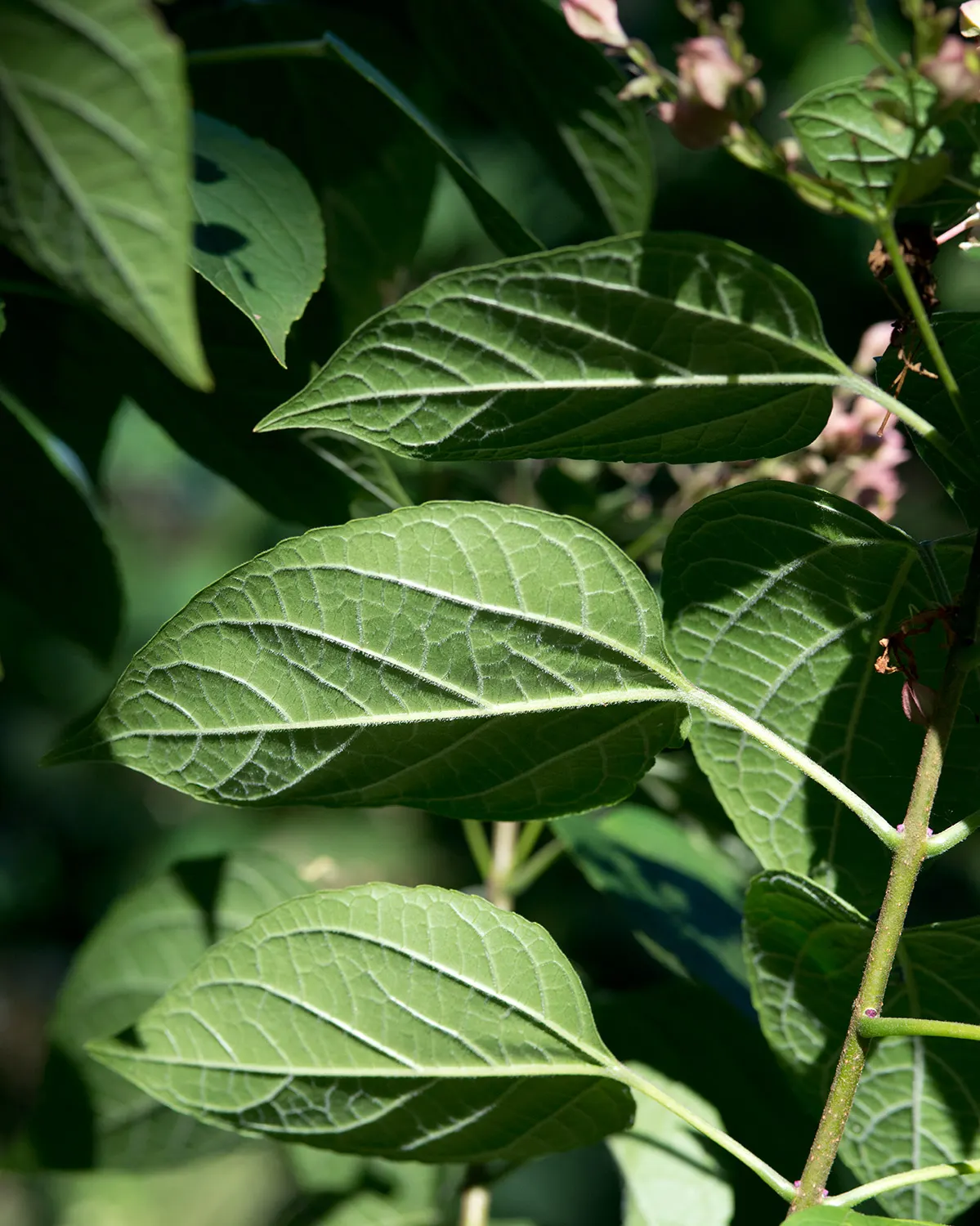 Harlequin Glorybower (Clerodendrum Trichotomum) — is a captivating deciduous shrub; and while it can adapt to partial shade, image 111
