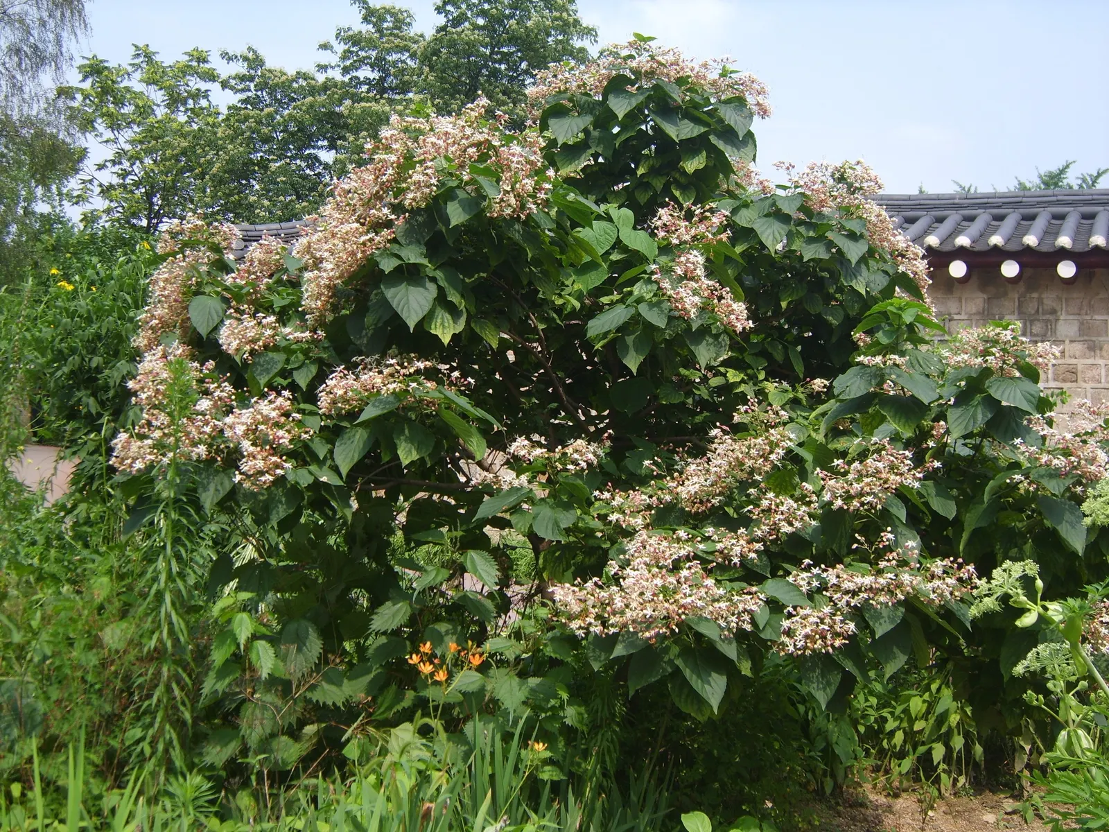 Harlequin Glorybower (Clerodendrum Trichotomum) — Its late-summer bloom provides late-season interest