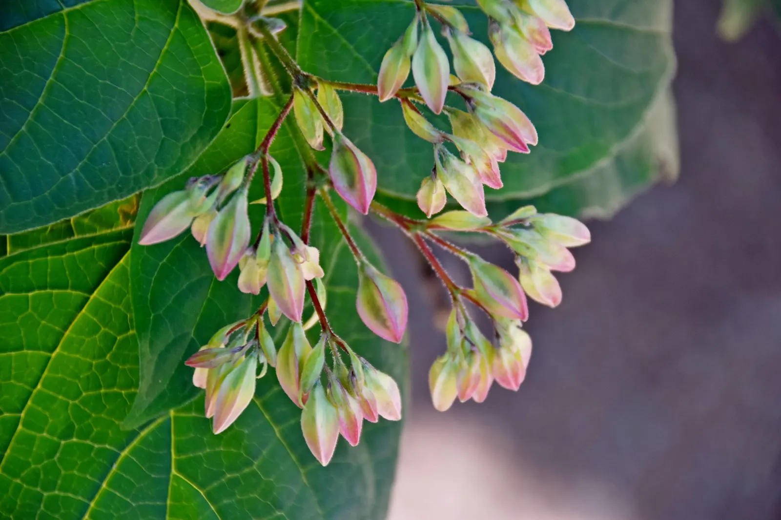Harlequin Glorybower (Clerodendrum Trichotomum) — scientifically referred to as Clerodendrum trichotomum