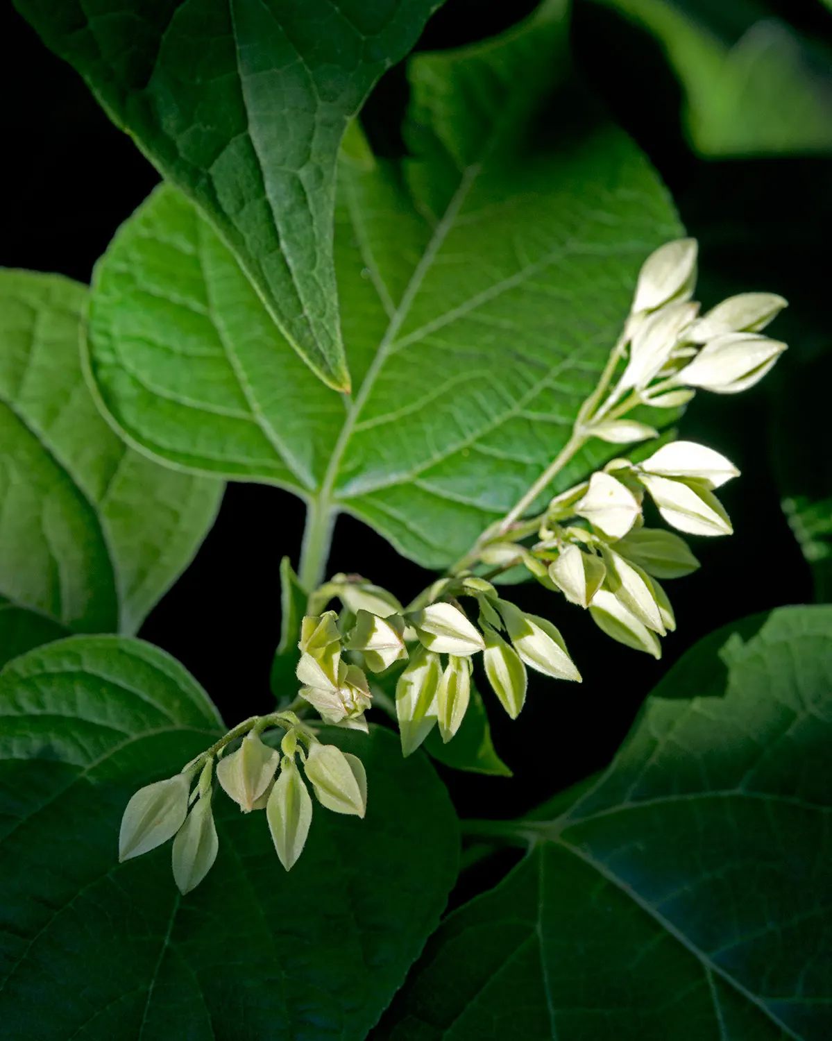 Harlequin Glorybower (Clerodendrum Trichotomum) — and while it can adapt to partial shade; is a captivating deciduous shrub, image 98
