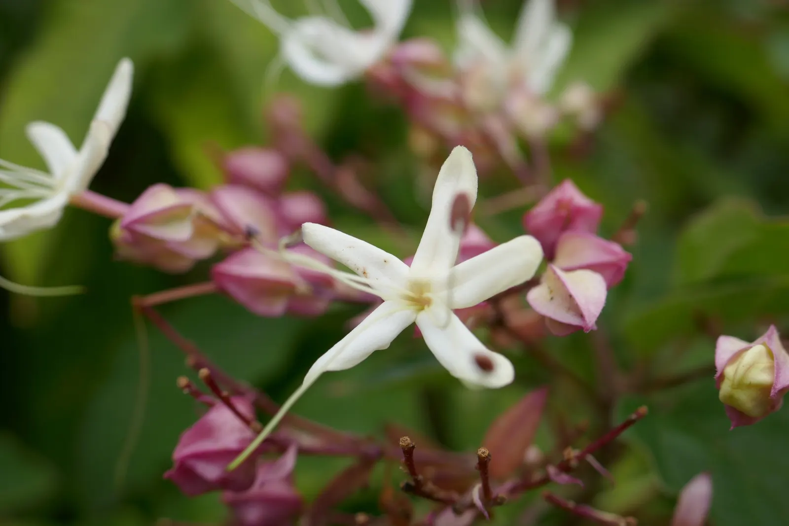 Harlequin Glorybower (Clerodendrum Trichotomum) — it blooms most profusely in full sun exposures; bright pink calyces and are followed by striking