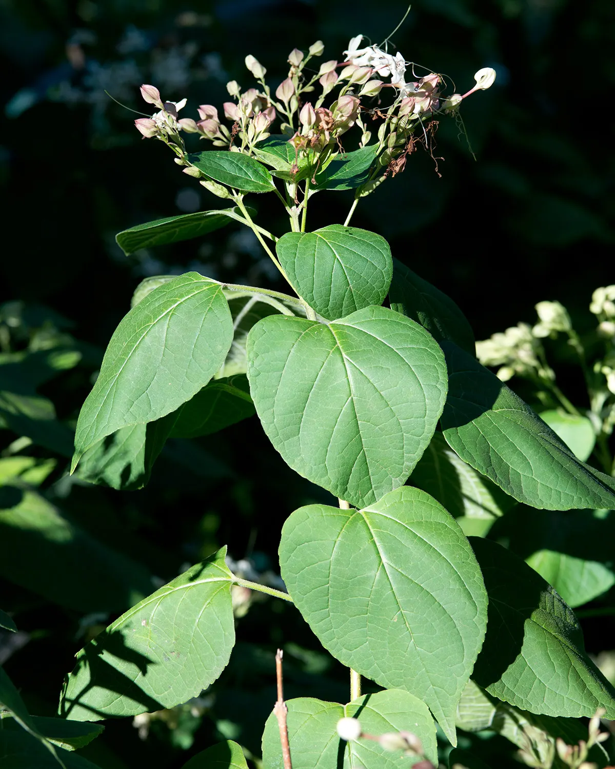 Harlequin Glorybower (Clerodendrum Trichotomum) — this plant is characterized by its broad; each cradled in a fleshy red calyx that extraordinarily, image 88