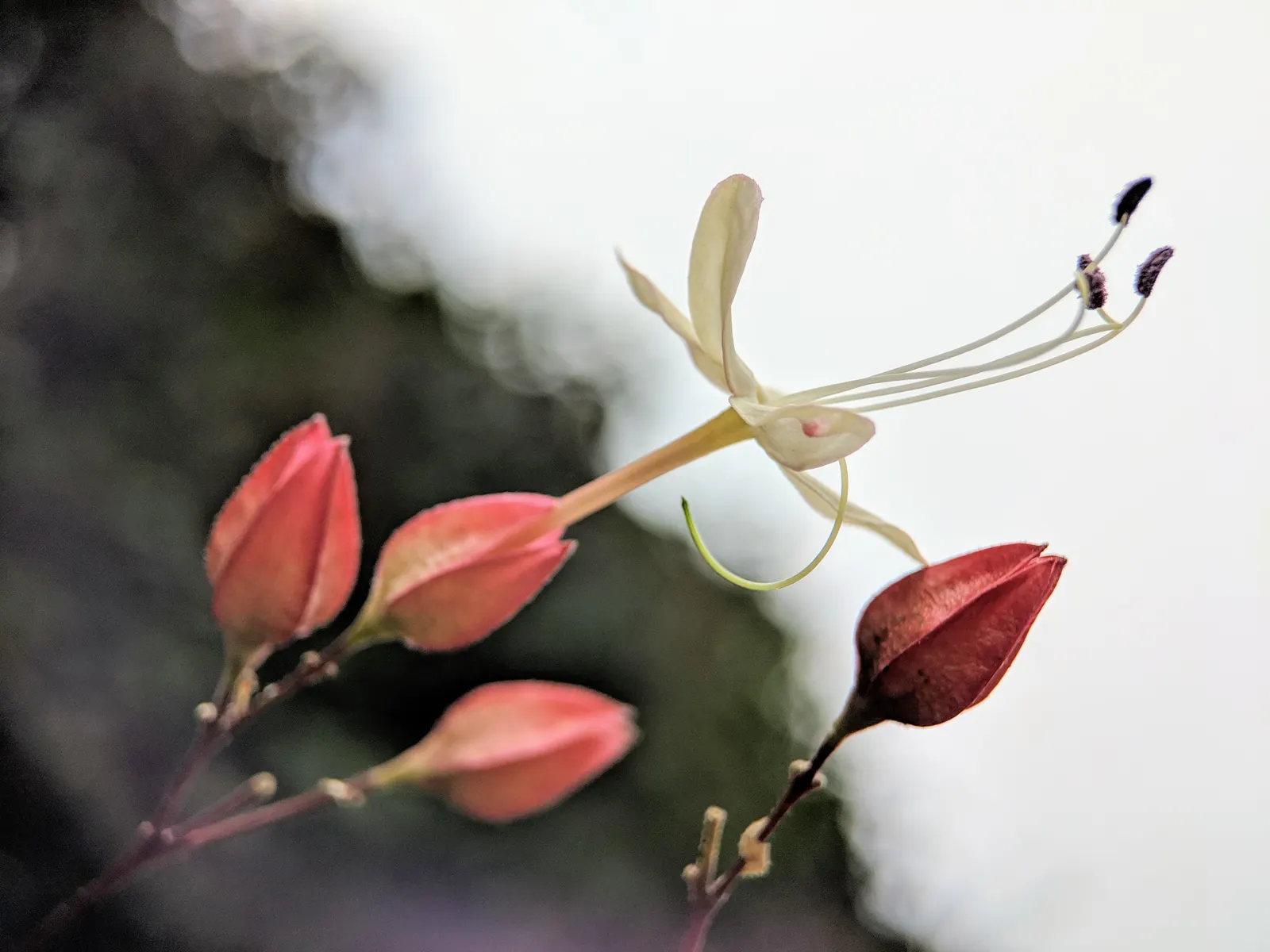 Harlequin Glorybower (Clerodendrum Trichotomum) — and while it can adapt to partial shade; is a captivating deciduous shrub