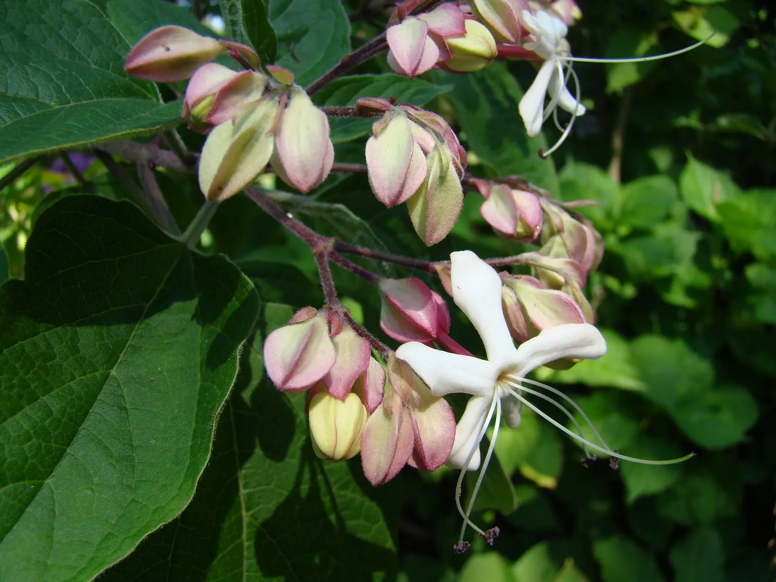 Harlequin Glorybower (Clerodendrum Trichotomum) — Its foliage stages a dramatic display in the autumn