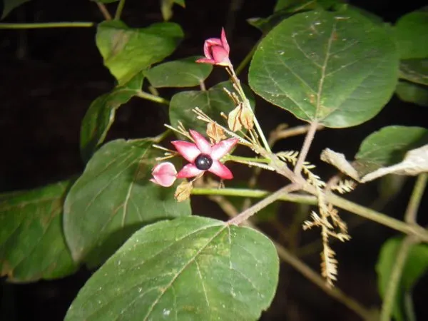 Harlequin Glorybower (Clerodendrum Trichotomum) — Thriving in USDA zones 7-10, it reaches 10-20 feet in height and spread; manageable with pruning, image 105