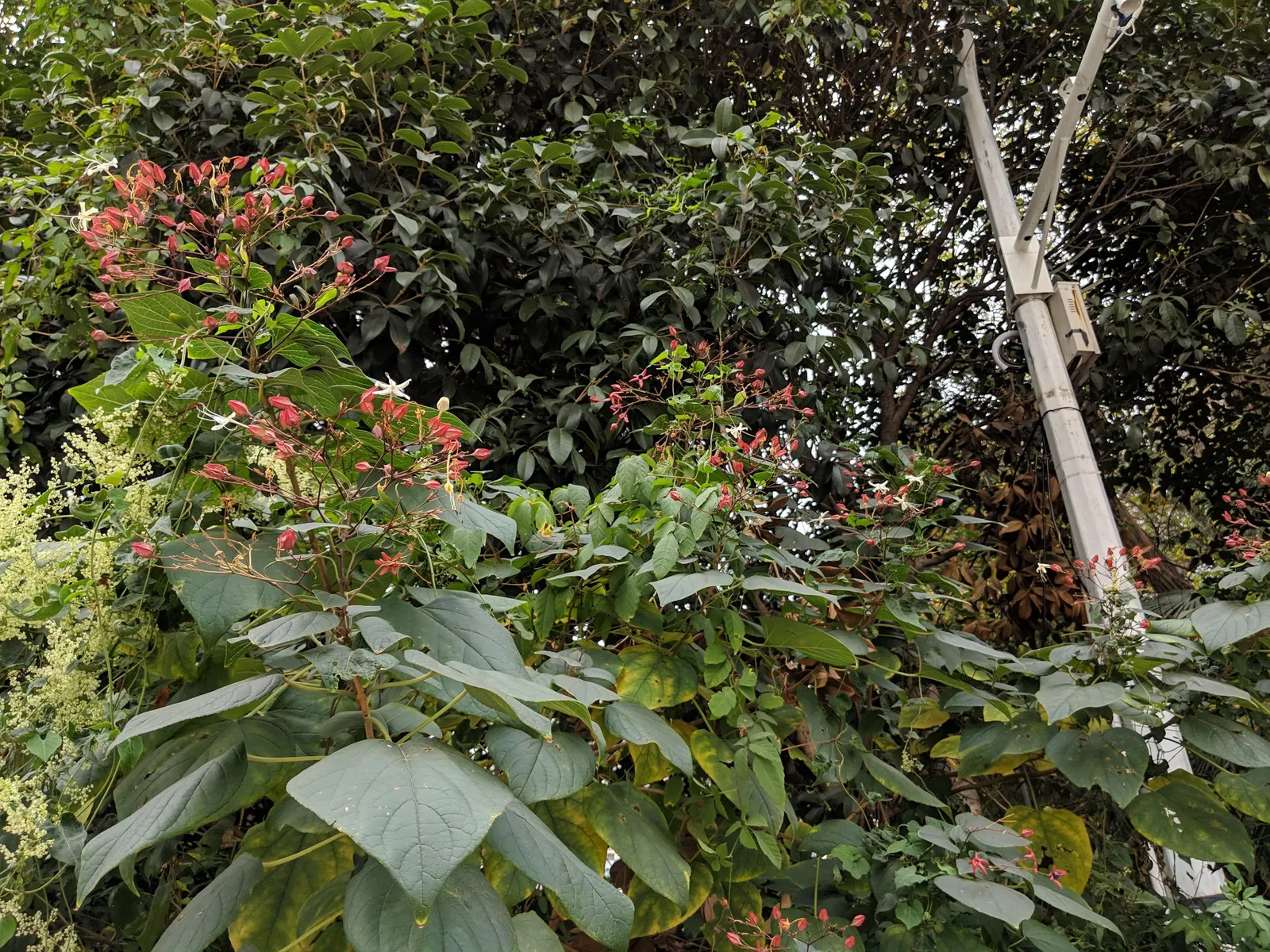 Harlequin Glorybower (Clerodendrum Trichotomum) — it blooms most profusely in full sun exposures