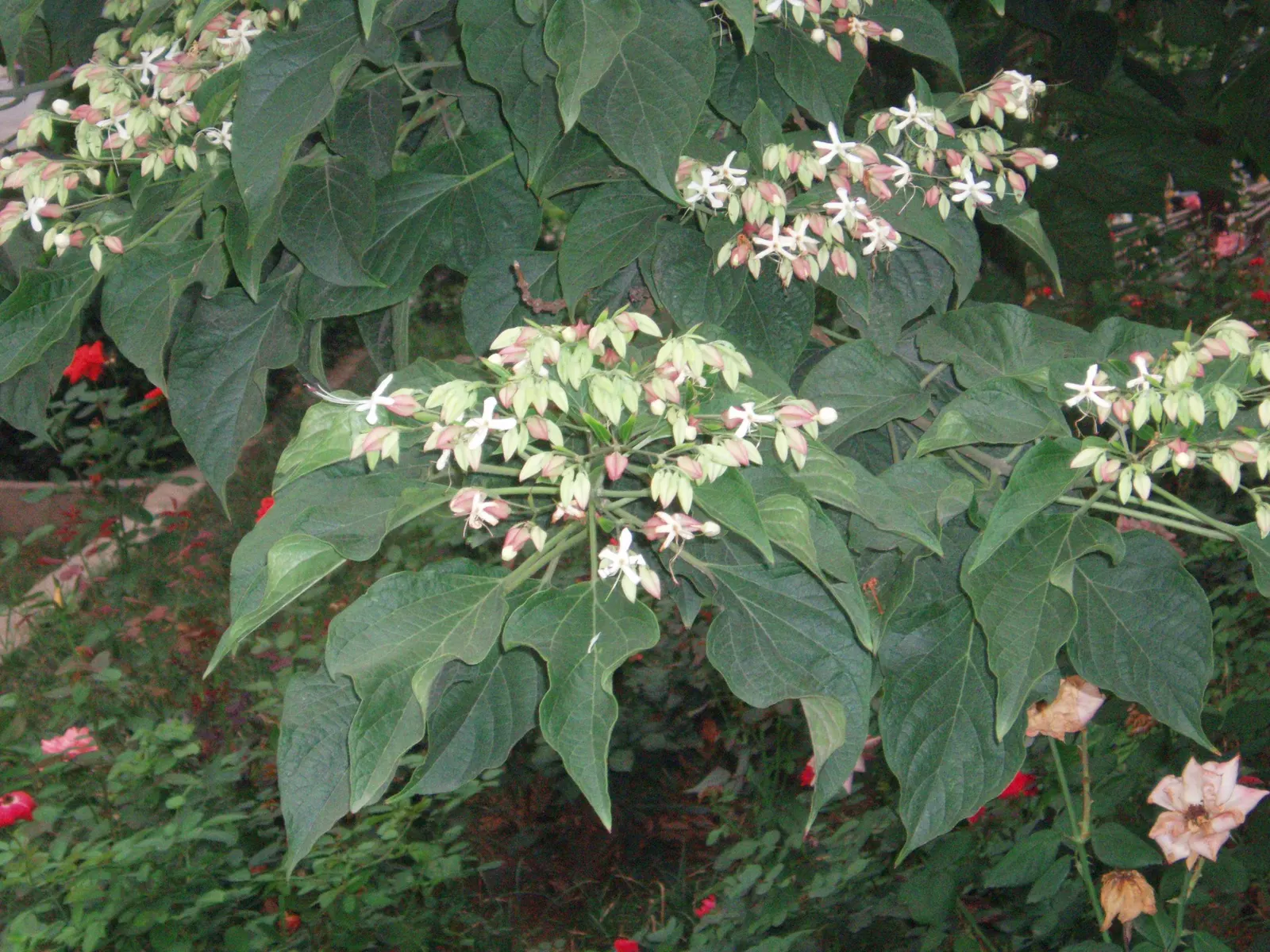 Harlequin Glorybower (Clerodendrum Trichotomum) — bright pink calyces and are followed by striking