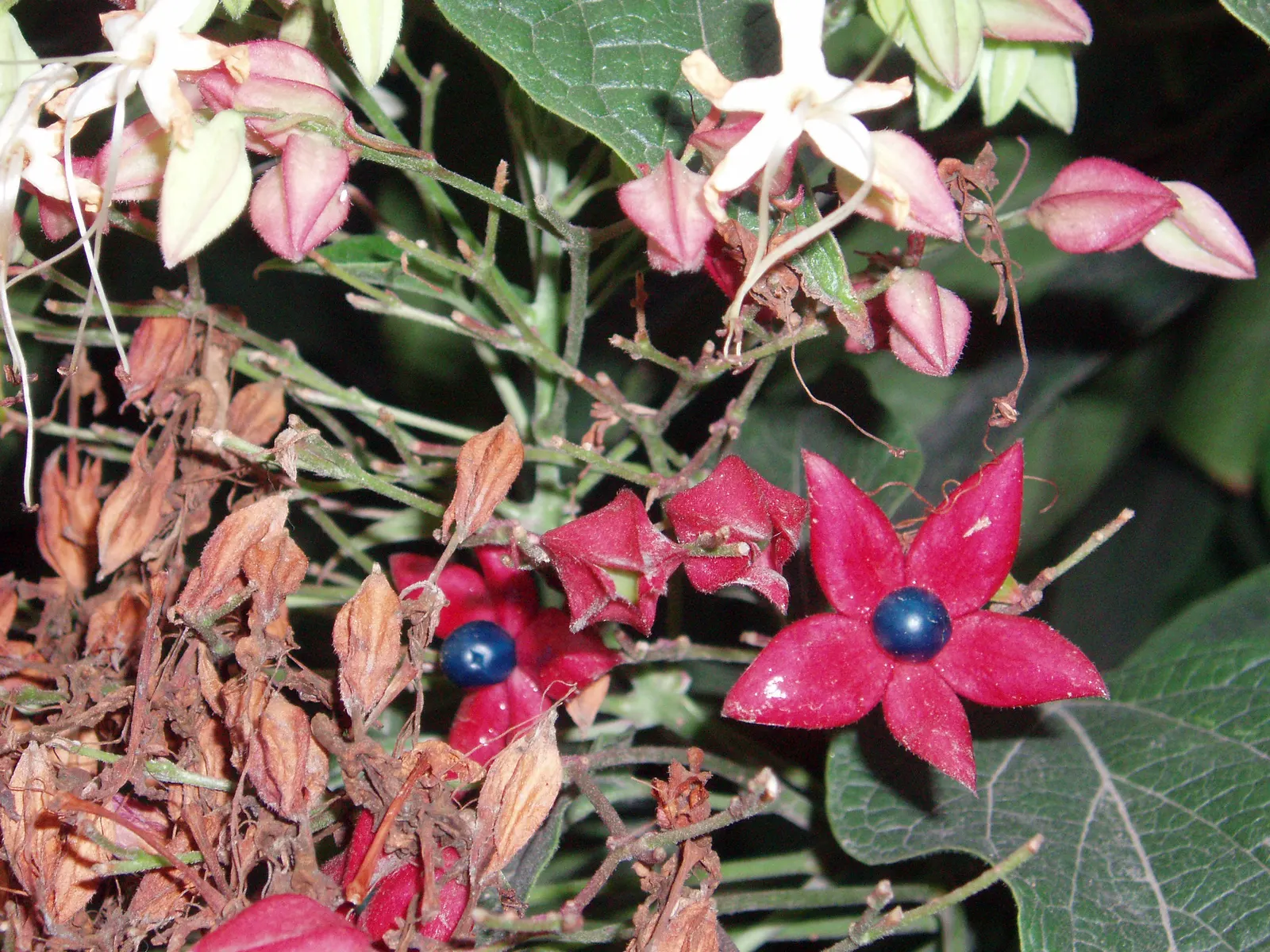 Harlequin Glorybower (Clerodendrum Trichotomum) — Manageable with pruning, but be aware of its self-seeding propensity