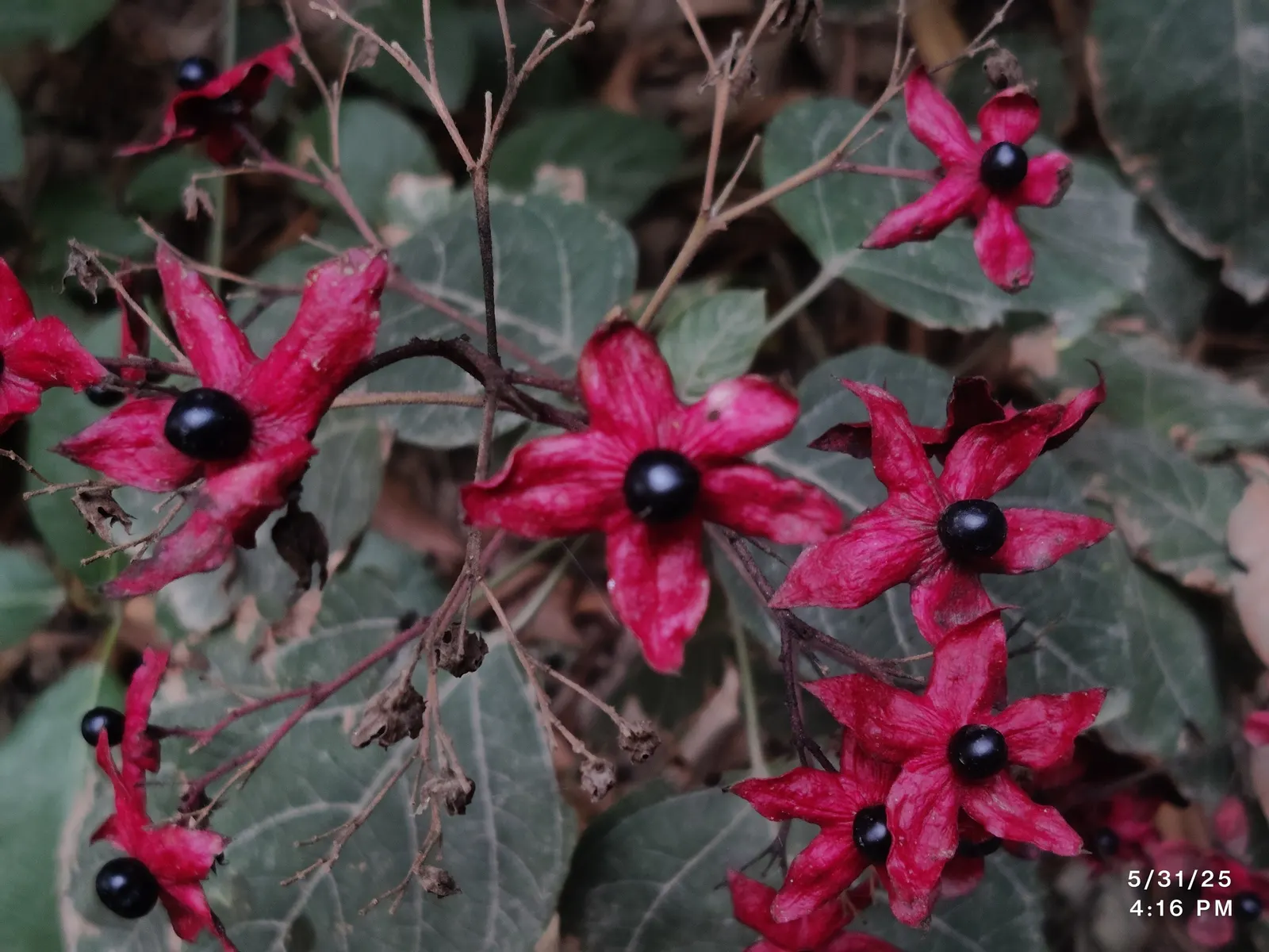 Harlequin Glorybower (Clerodendrum Trichotomum) — it blooms most profusely in full sun exposures; bright pink calyces and are followed by striking, image 99