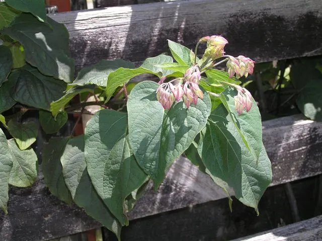 Harlequin Glorybower (Clerodendrum Trichotomum) — Typically maturing to a height of 10 to 20 feet with a nearly equal spread; cherished for its, image 87