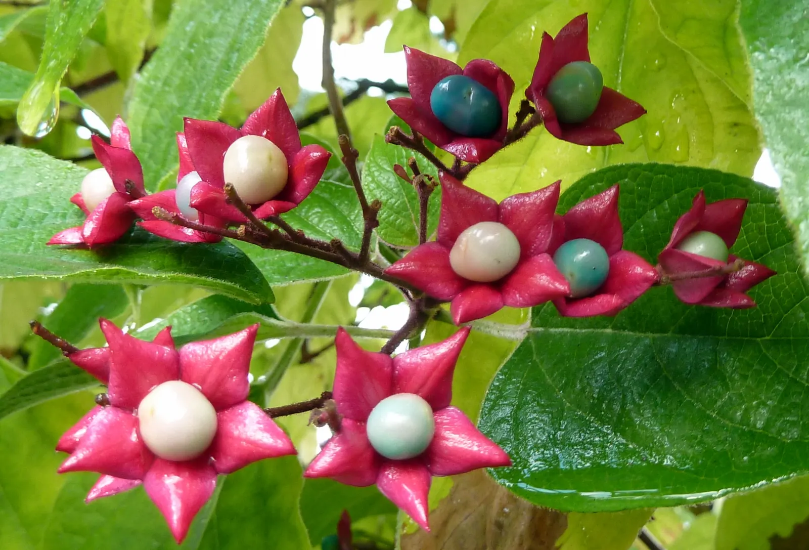 Harlequin Glorybower (Clerodendrum Trichotomum) — Prefers full sun to part shade and well-drained soil