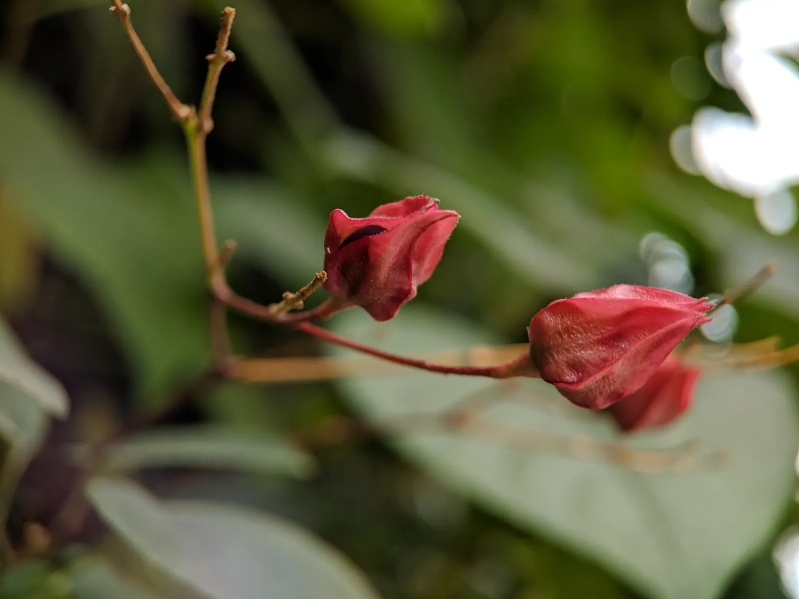 Harlequin Glorybower (Clerodendrum Trichotomum) — it is crucial to note that the Harlequin Glorybower thrives best in USDA Hardiness Zones 7 to 9, image 70