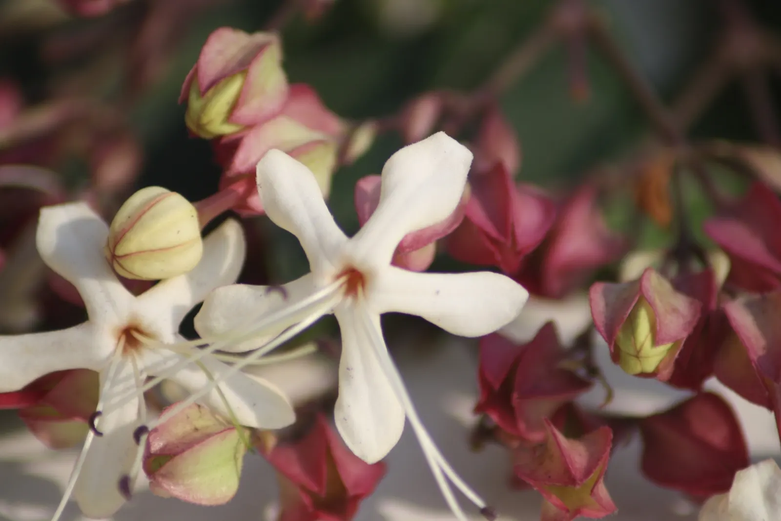 Harlequin Glorybower (Clerodendrum Trichotomum) — Thriving in USDA zones 7-10, it reaches 10-20 feet in height and spread; manageable with pruning, image 53